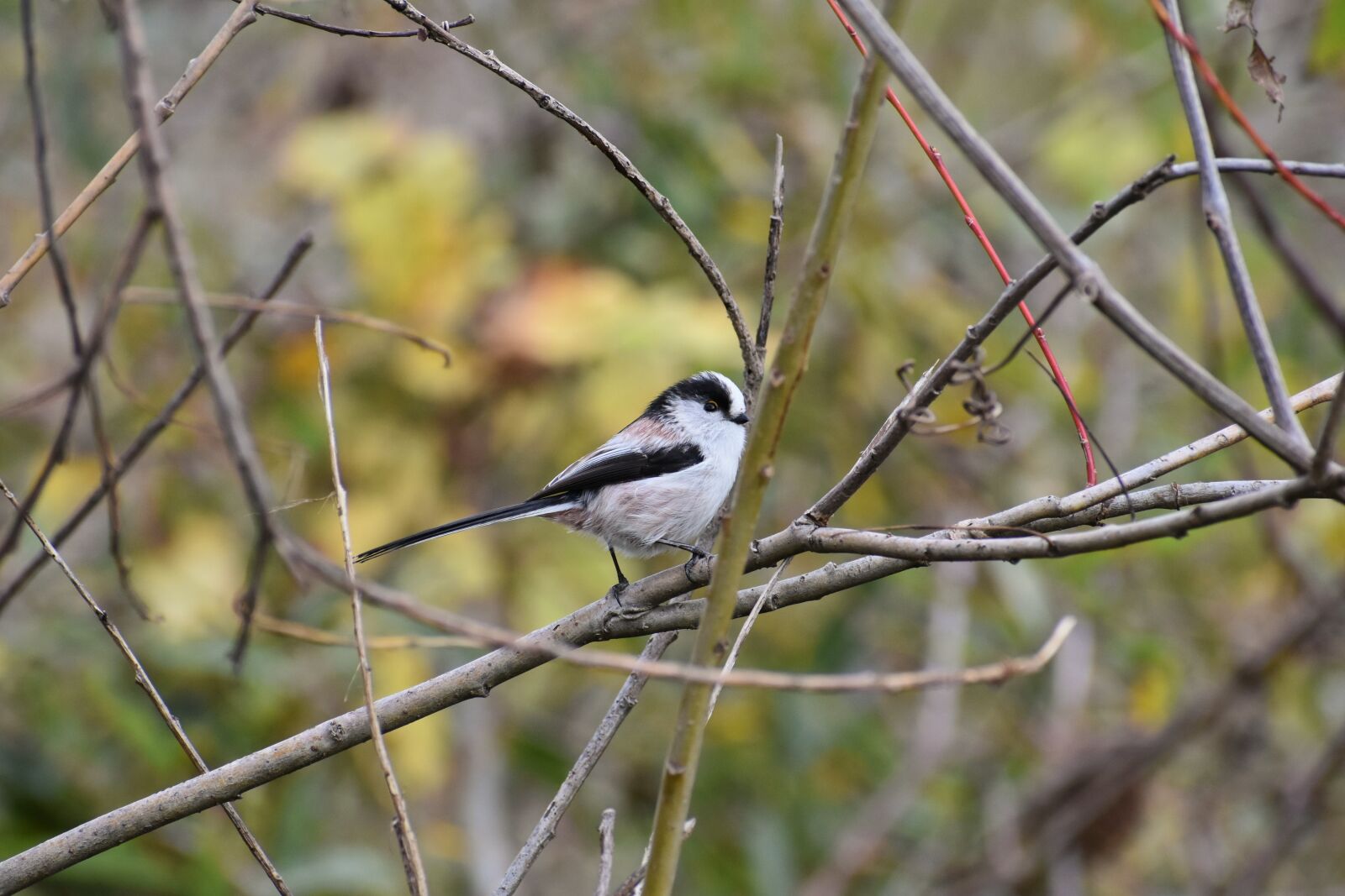 Nikon D7200 sample photo. Animal, wood, branch photography