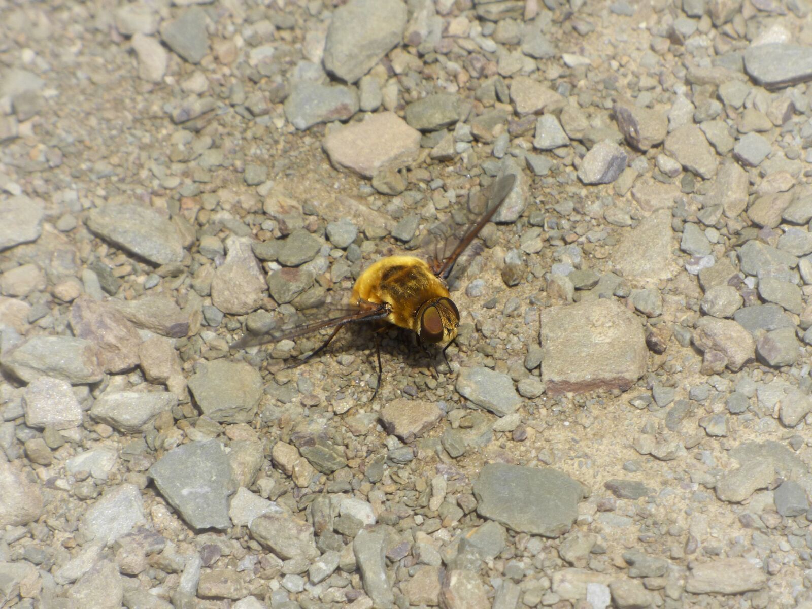Panasonic Lumix DMC-FZ70 sample photo. Drone, bombus, drone yellow photography
