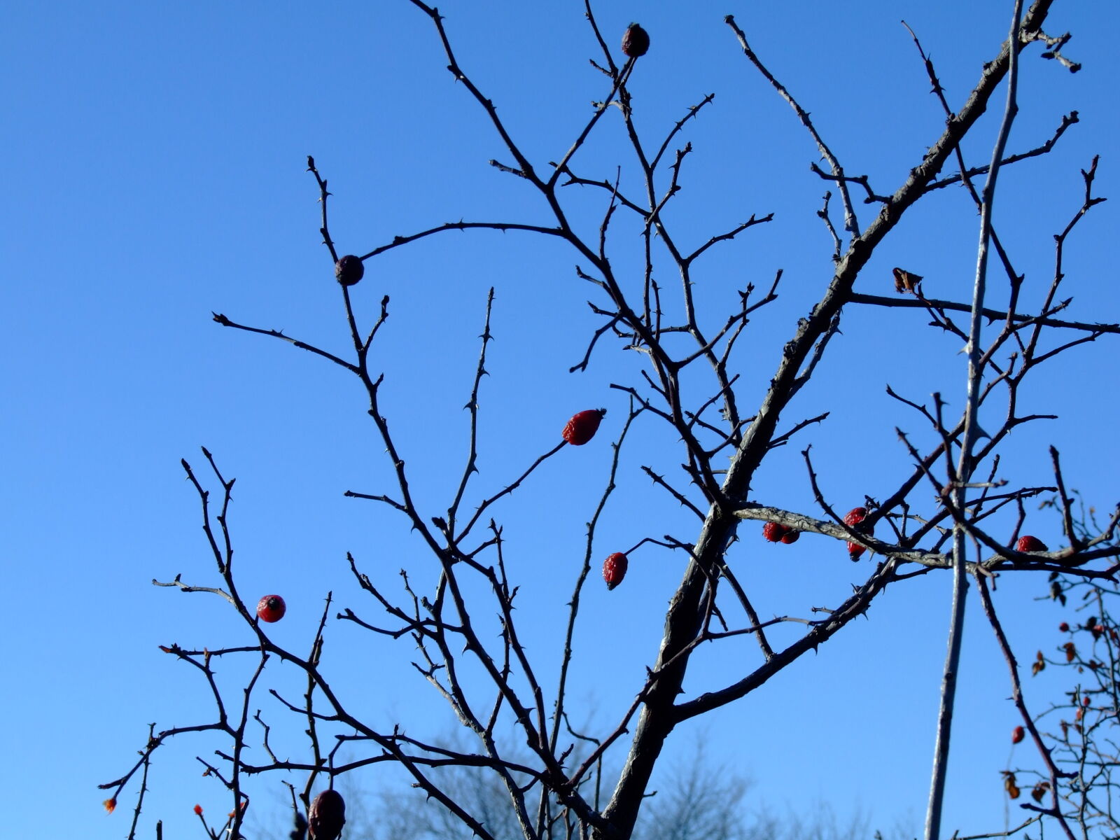 Fujifilm FinePix S6500fd sample photo. Berries, blue, brier, dog photography