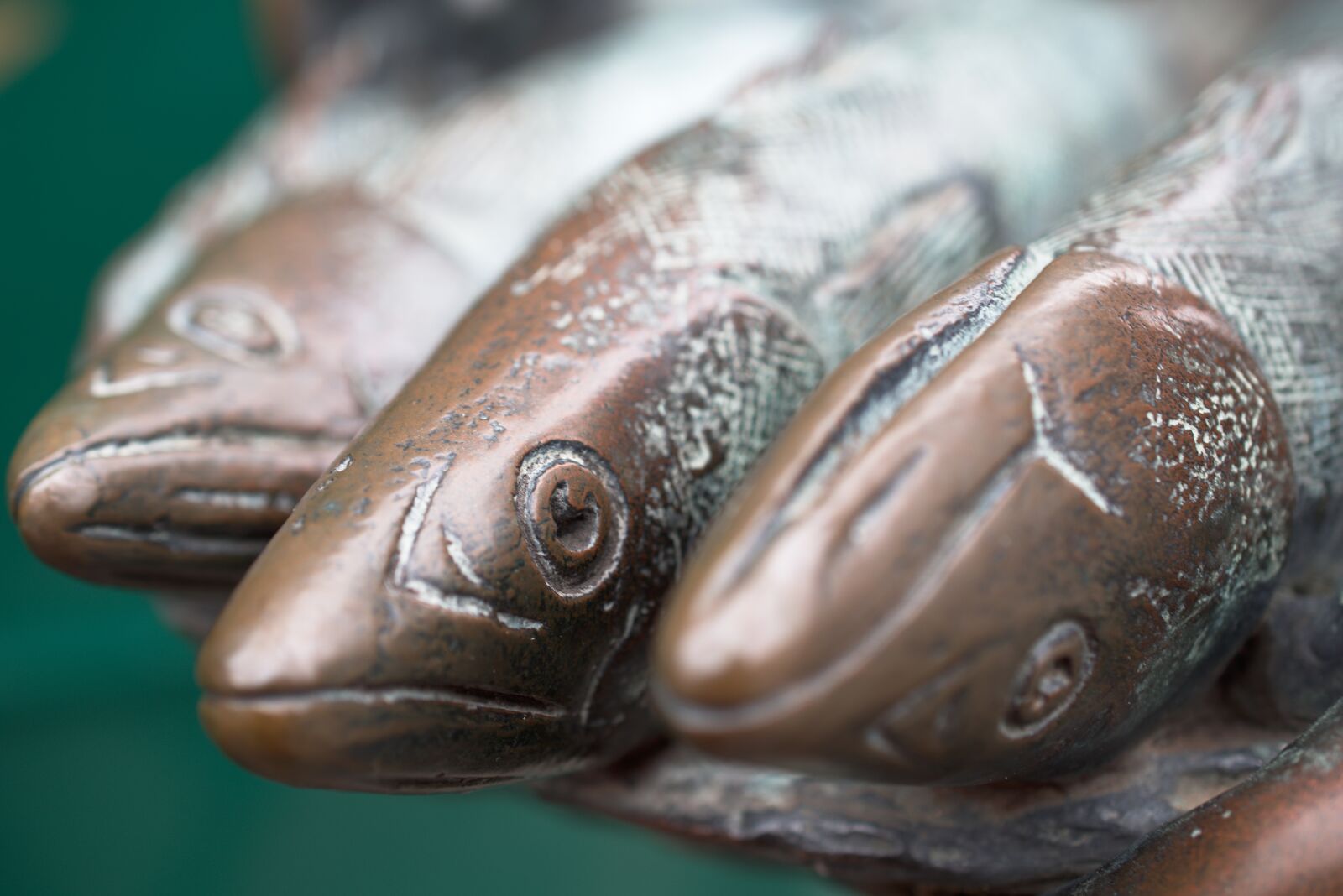 Nikon D5600 sample photo. Herring, fish, eye photography