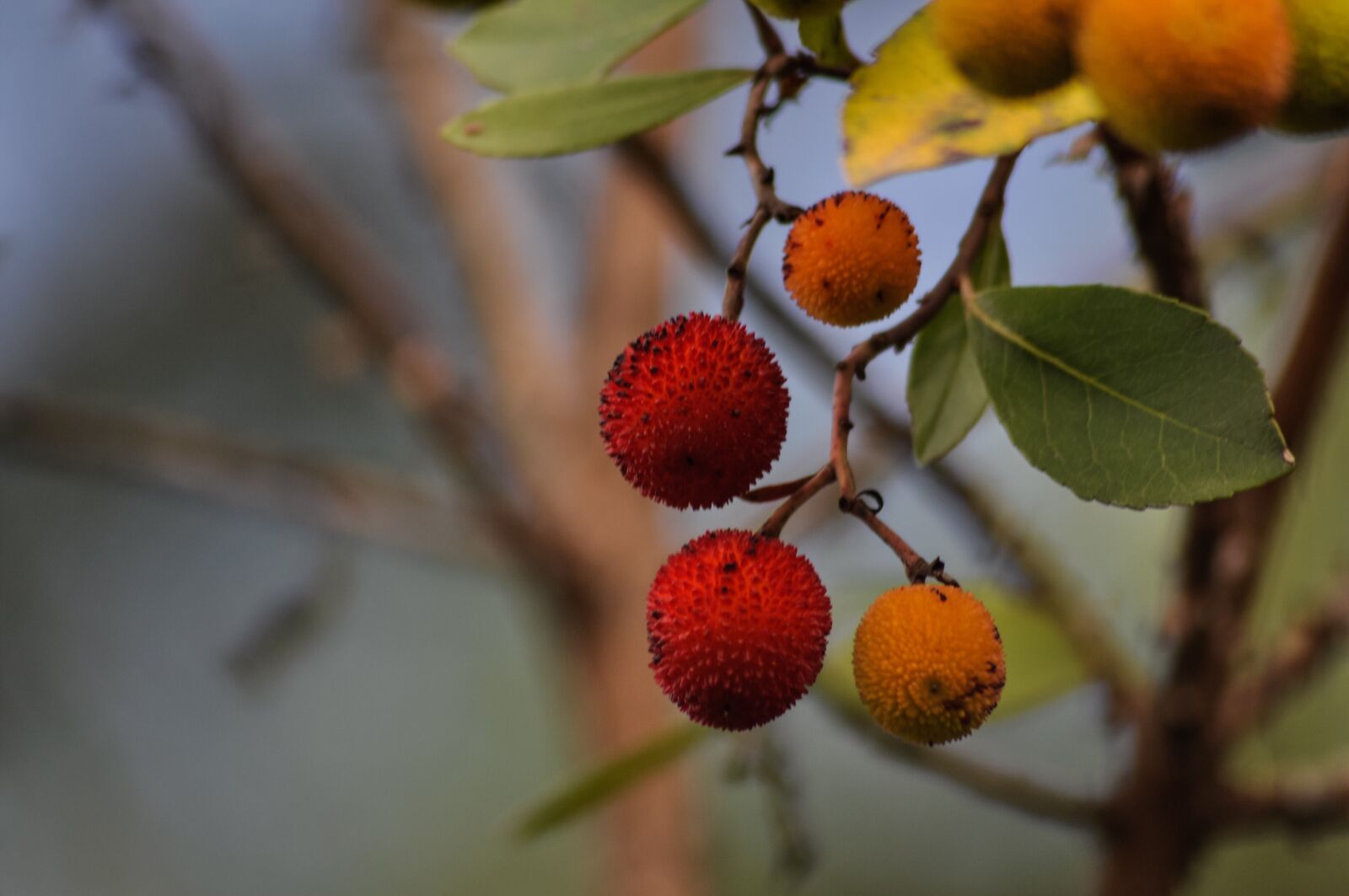 Nikon D90 sample photo. Strawberry fruit, strawberry tree photography