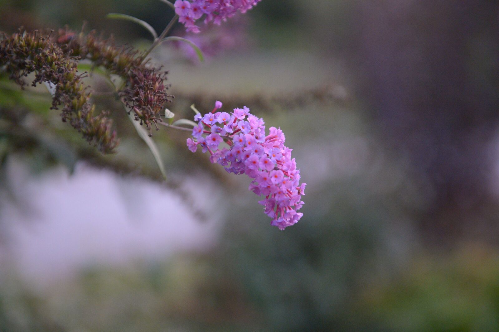 Nikon D4 sample photo. Lilac, summer lilac, nature photography