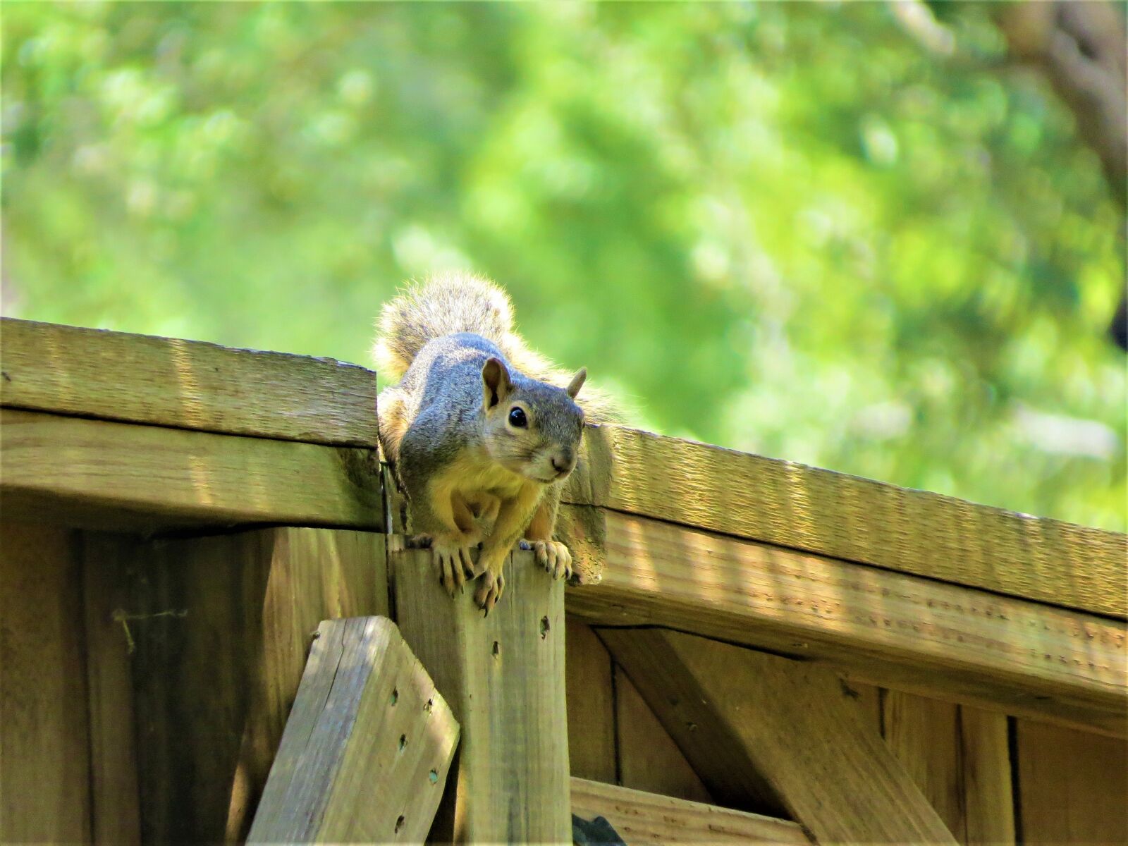 Canon PowerShot SX50 HS sample photo. Squirrel, fence, brown photography