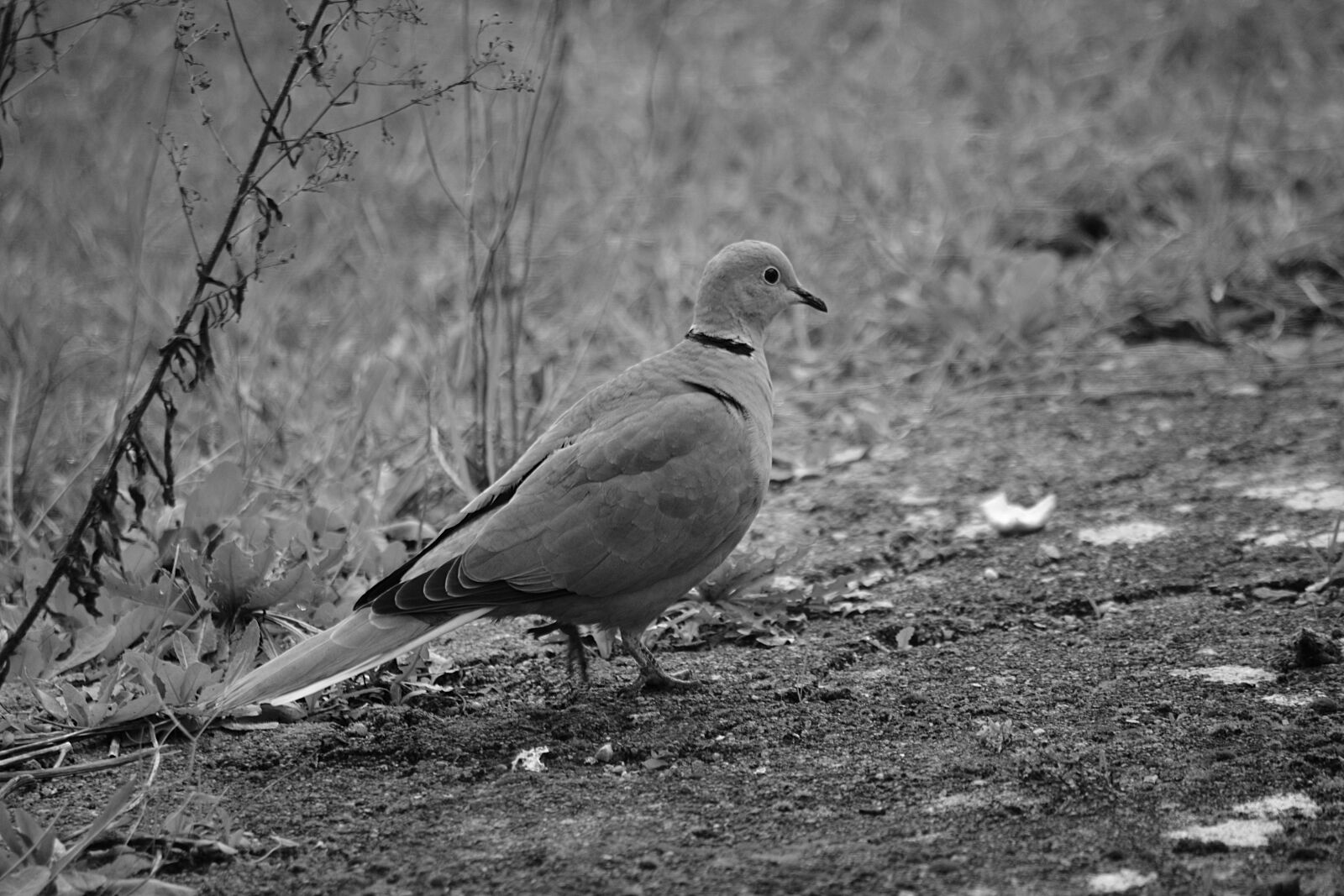 Nikon D5200 sample photo. Faune, la, nature, noir photography