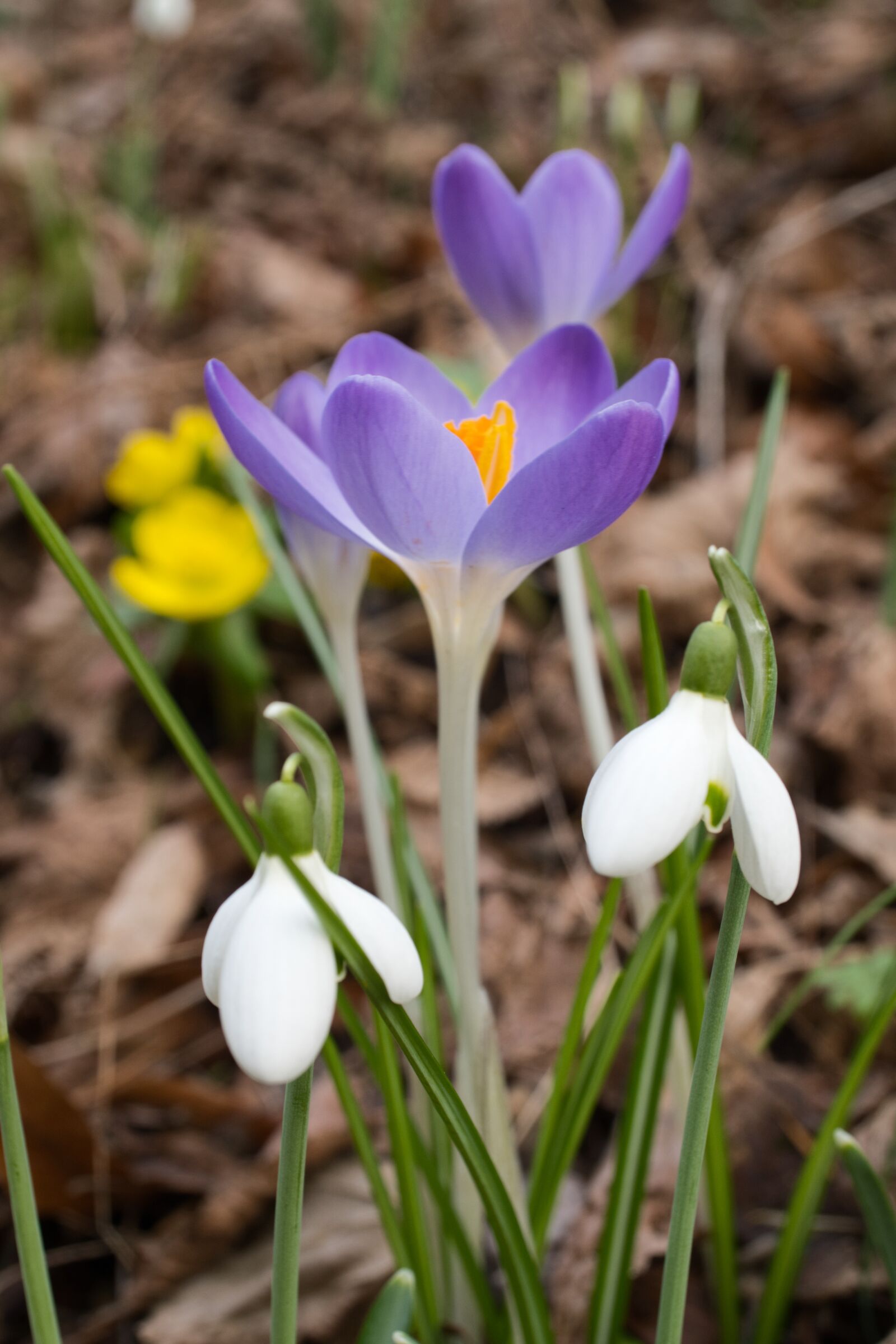 Sony E 30mm F3.5 Macro sample photo. Snowdrop, crocus, winter photography