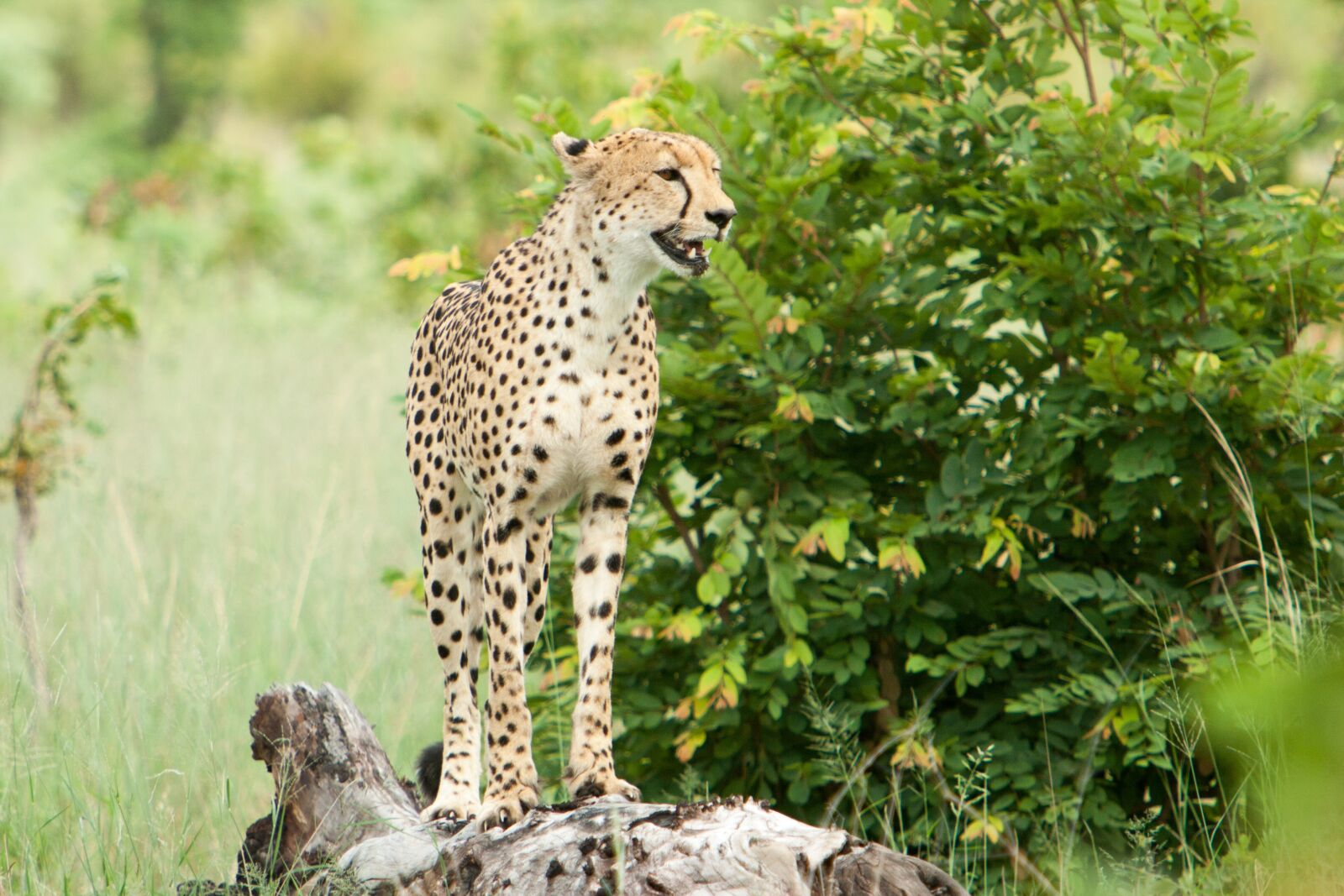 Canon EF 70-200mm F2.8L IS USM sample photo. Nature, wildlife, grass photography