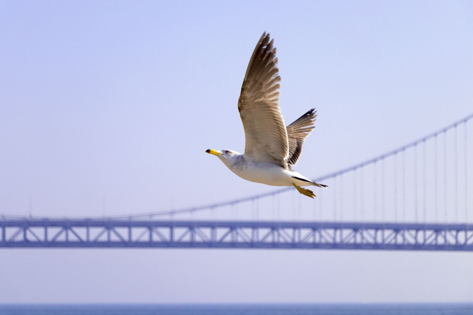 Canon EOS 80D sample photo. Seagull, bridge, fly photography