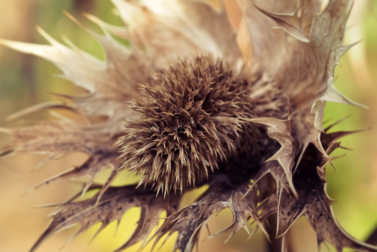 Olympus OM-D E-M10 sample photo. Thistle, white thistle, faded photography