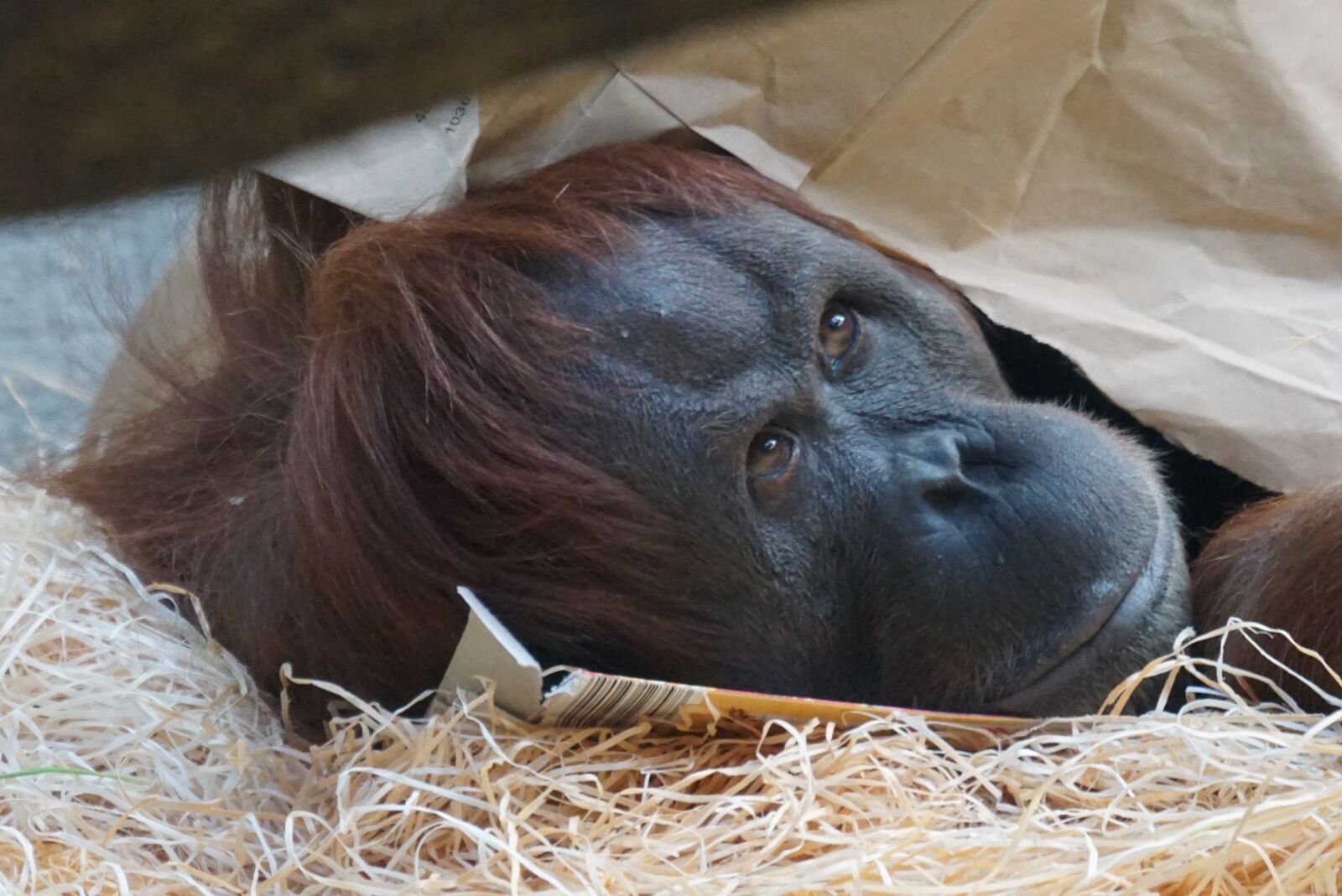 Sony ILCA-77M2 + Sony 70-400mm F4-5.6 G SSM sample photo. Orang utan, ape, primate photography