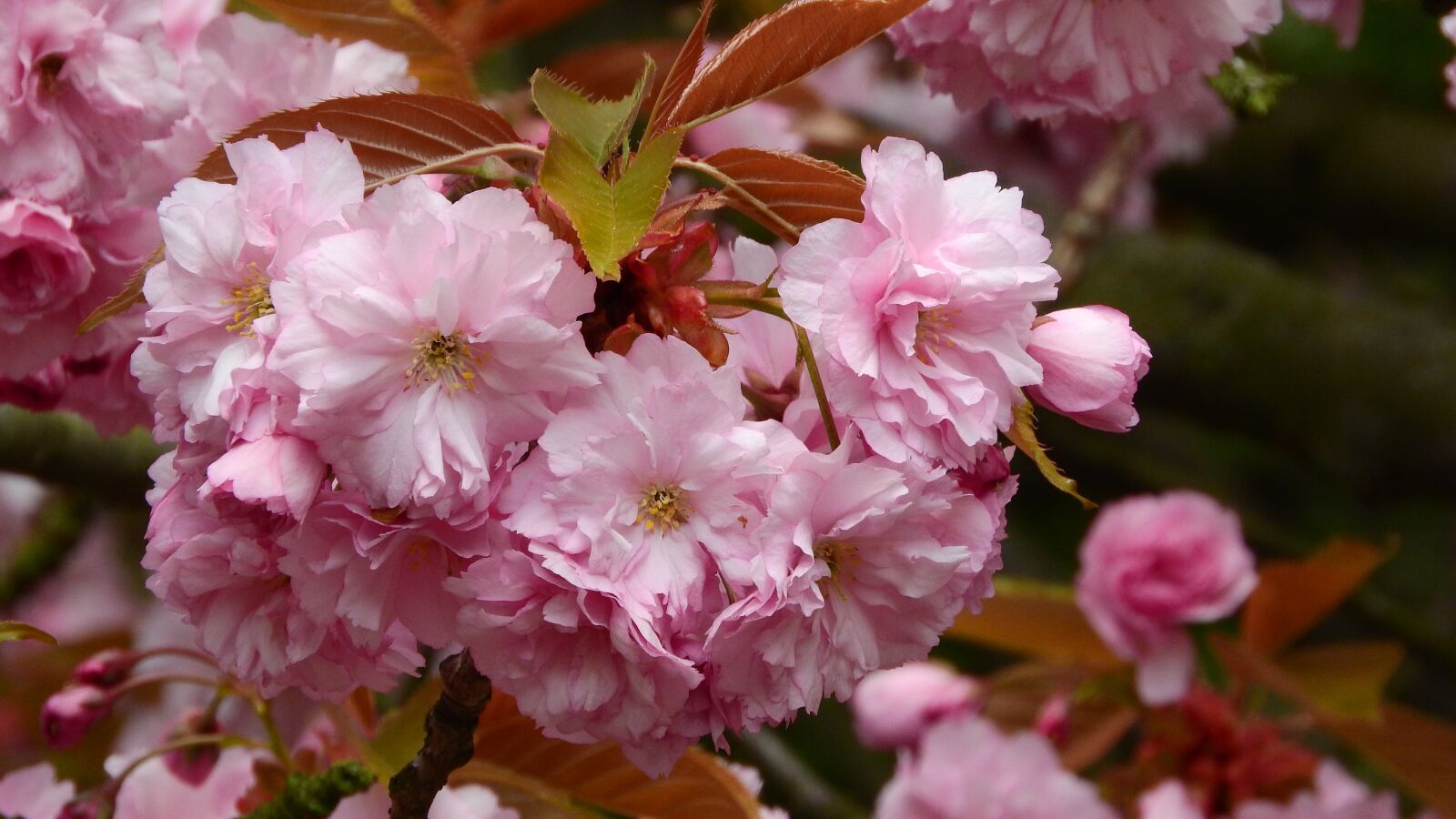 Nikon Coolpix P610 sample photo. Sakura, flower sakura, pink photography