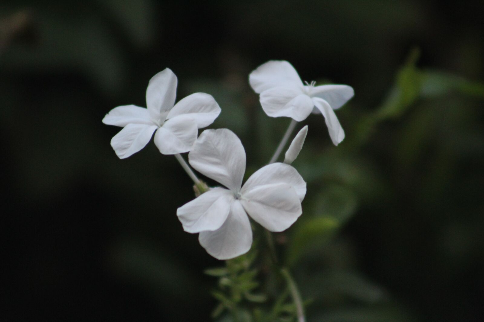 Canon EF75-300mm f/4-5.6 sample photo. White flowers, flowers, spring photography