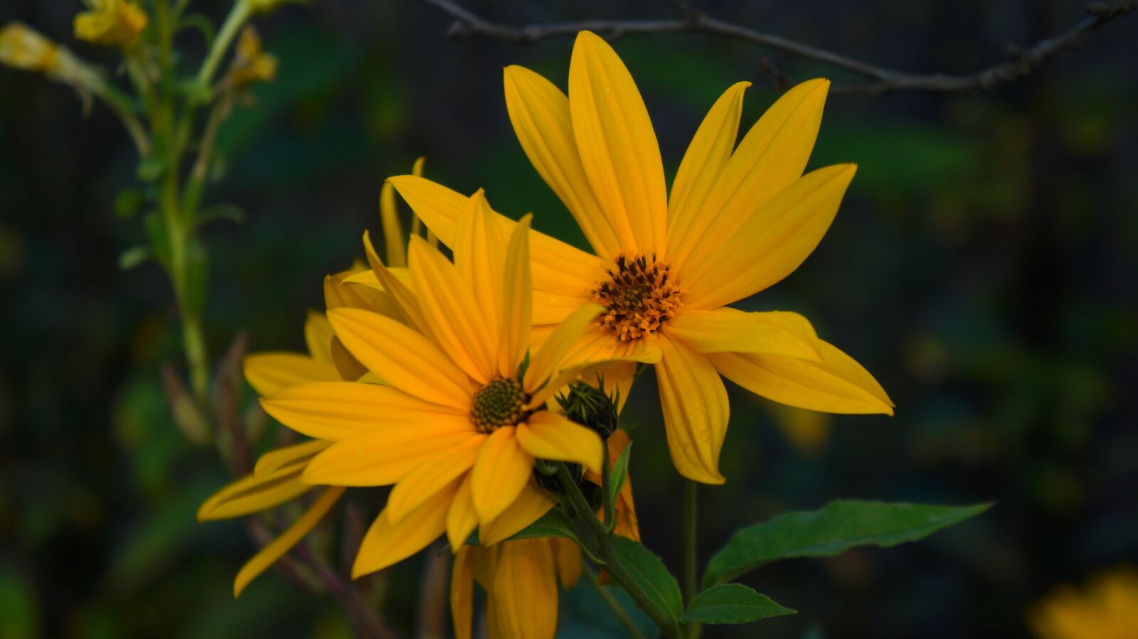 Sony Alpha a3000 + Sony E 18-55mm F3.5-5.6 OSS sample photo. Nature, plants, yellow photography