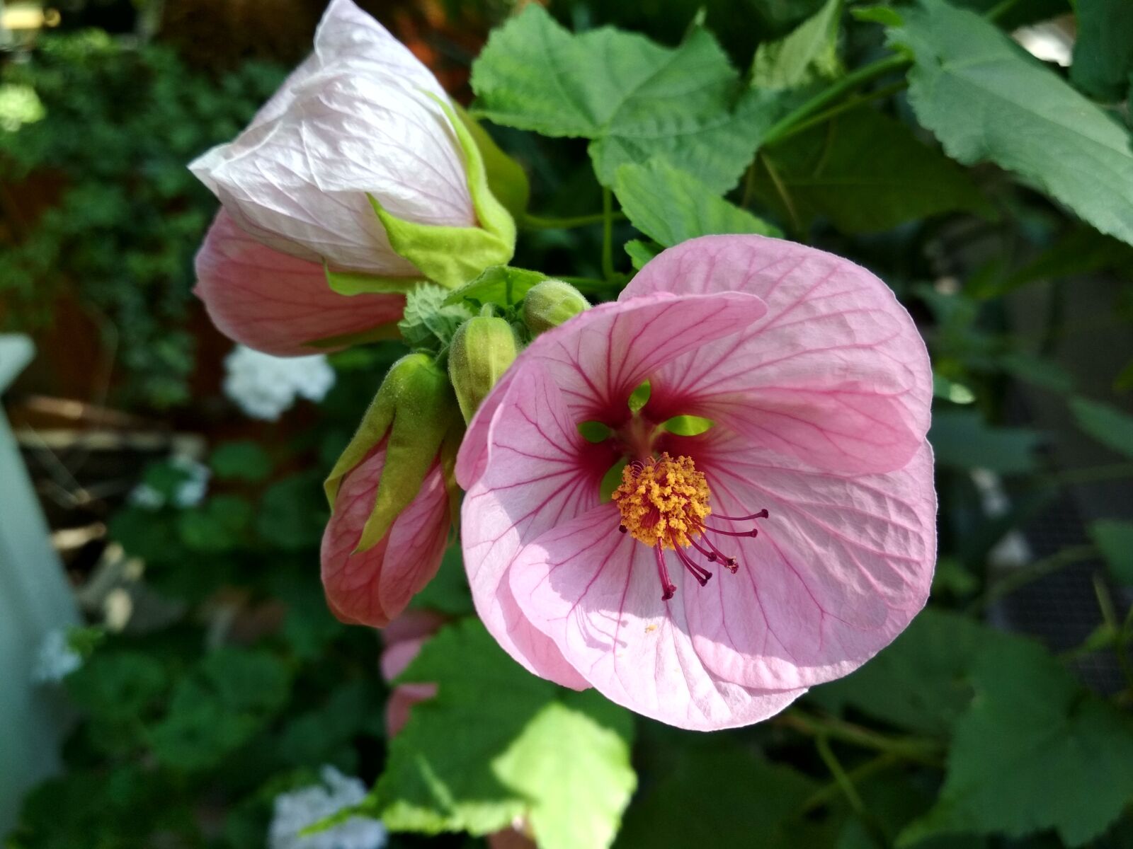 Xiaomi Redmi 4X sample photo. Abutilon, flower, bud photography