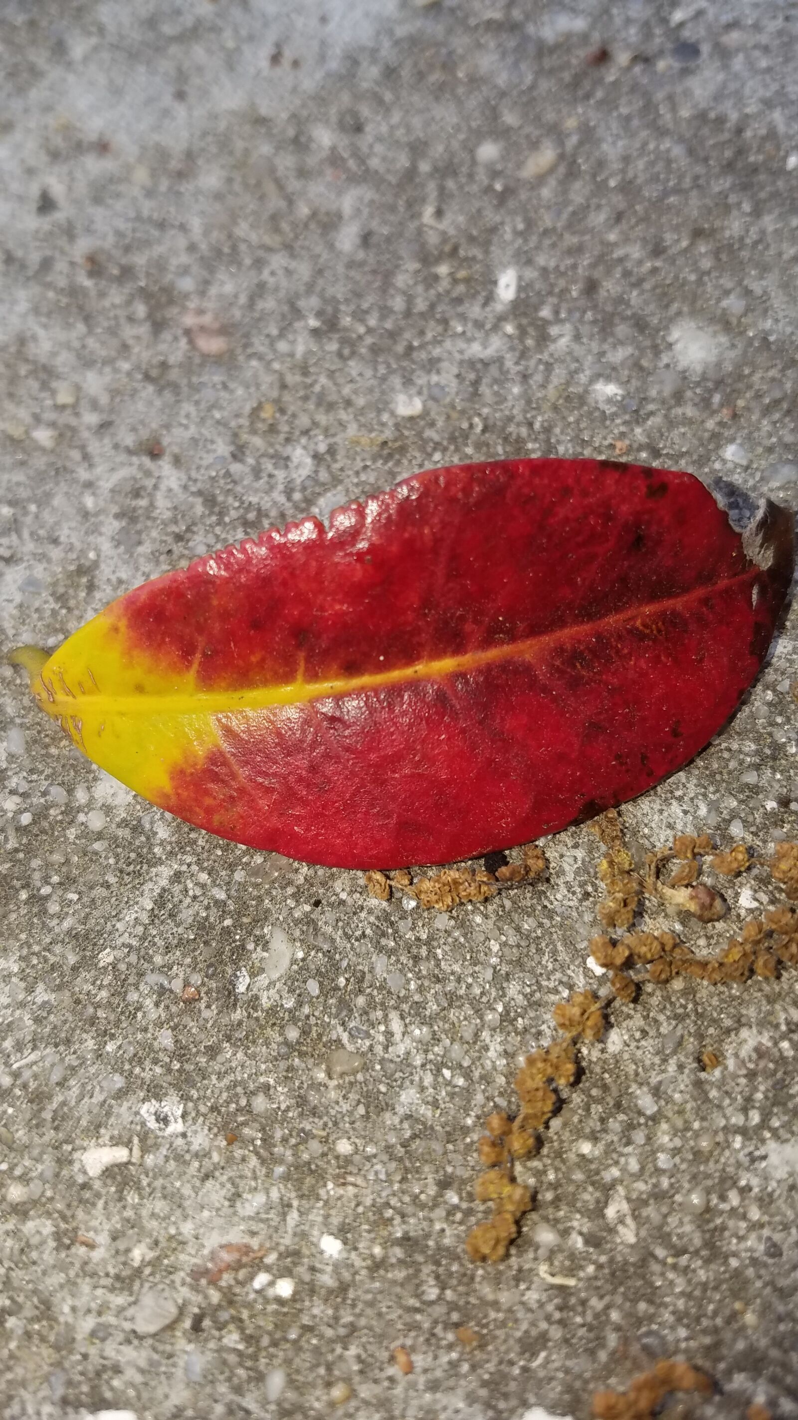 Samsung Galaxy S7 sample photo. Leaf, fall, colorful photography