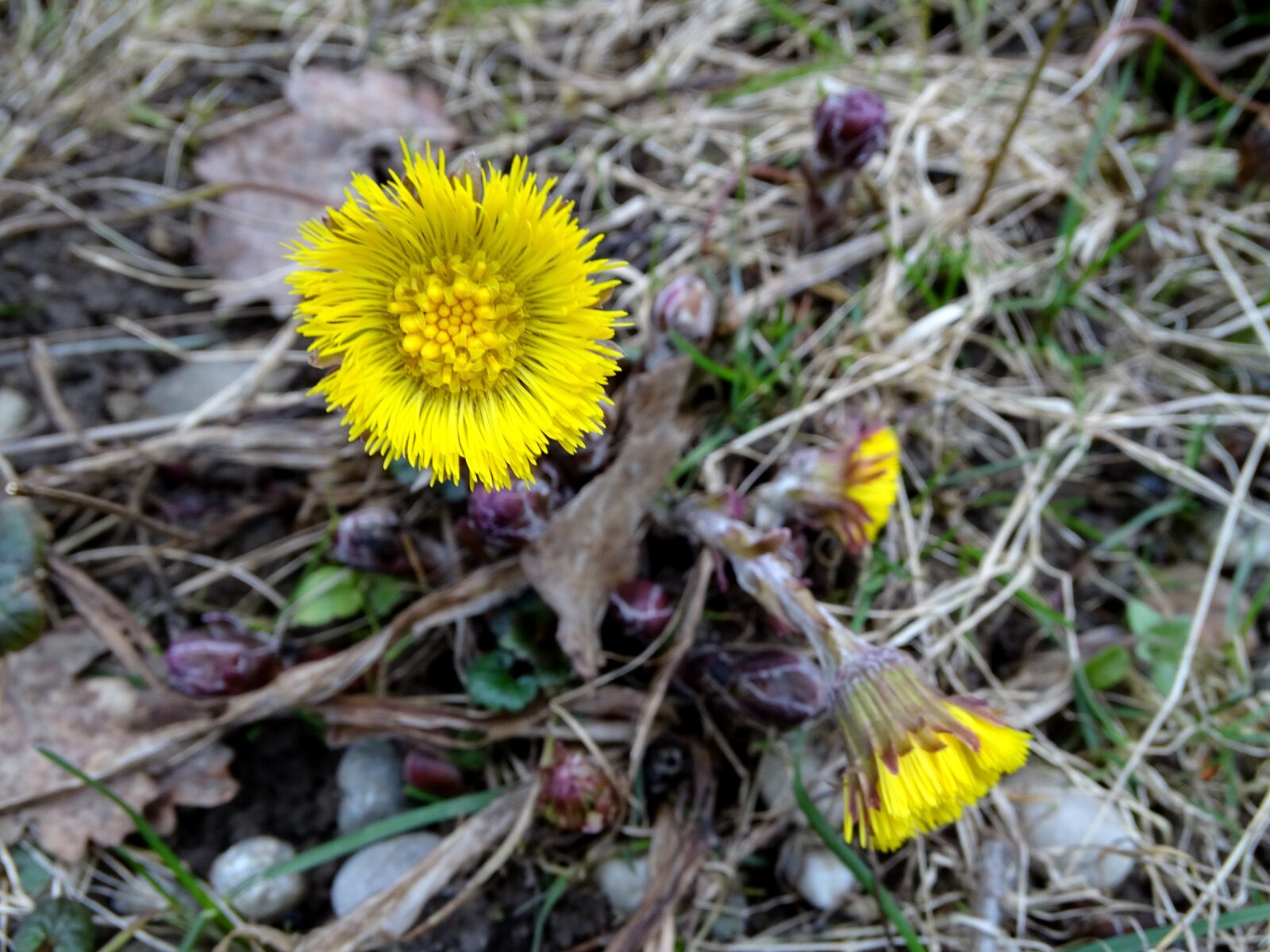 Sony Cyber-shot DSC-HX400V sample photo. Tussilago farfara, spring, cough photography