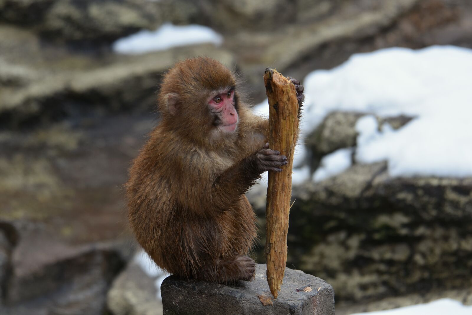 Nikon D7200 sample photo. Animal, monkey, baby japanese photography