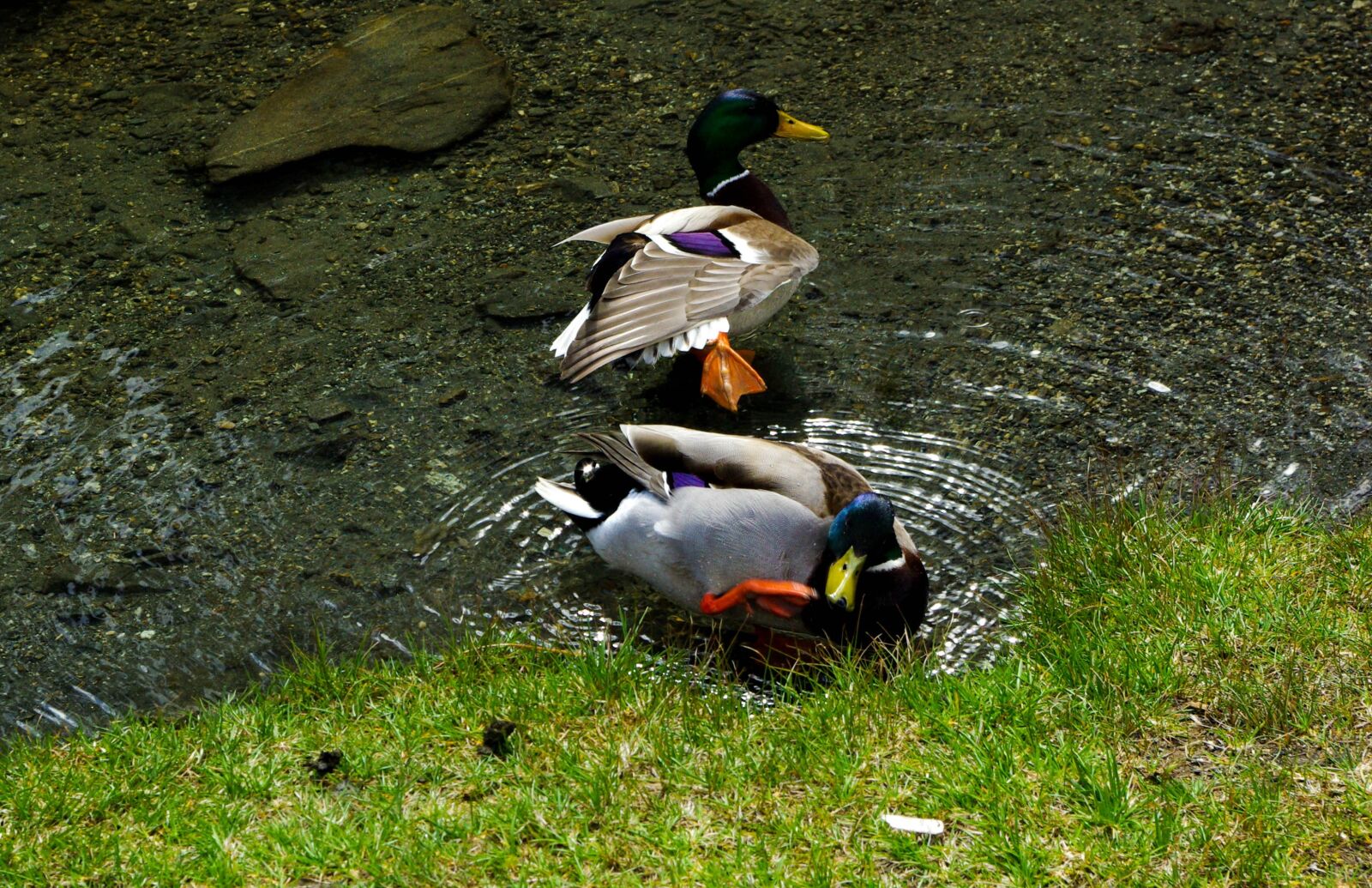 Samsung GX-10 sample photo. Ducks, mallard, water bird photography