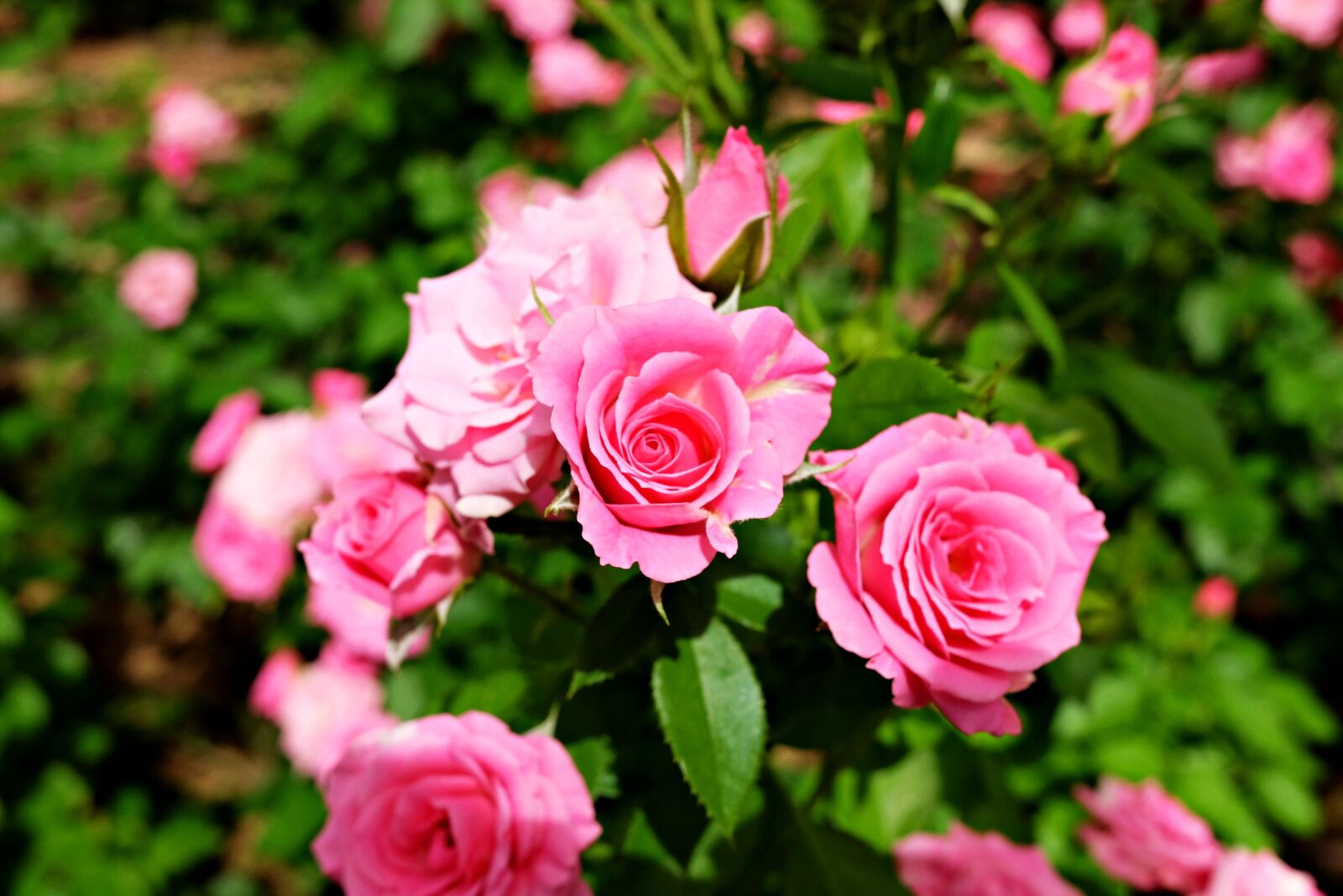 Fujifilm X70 sample photo. Rose, garden, flower photography