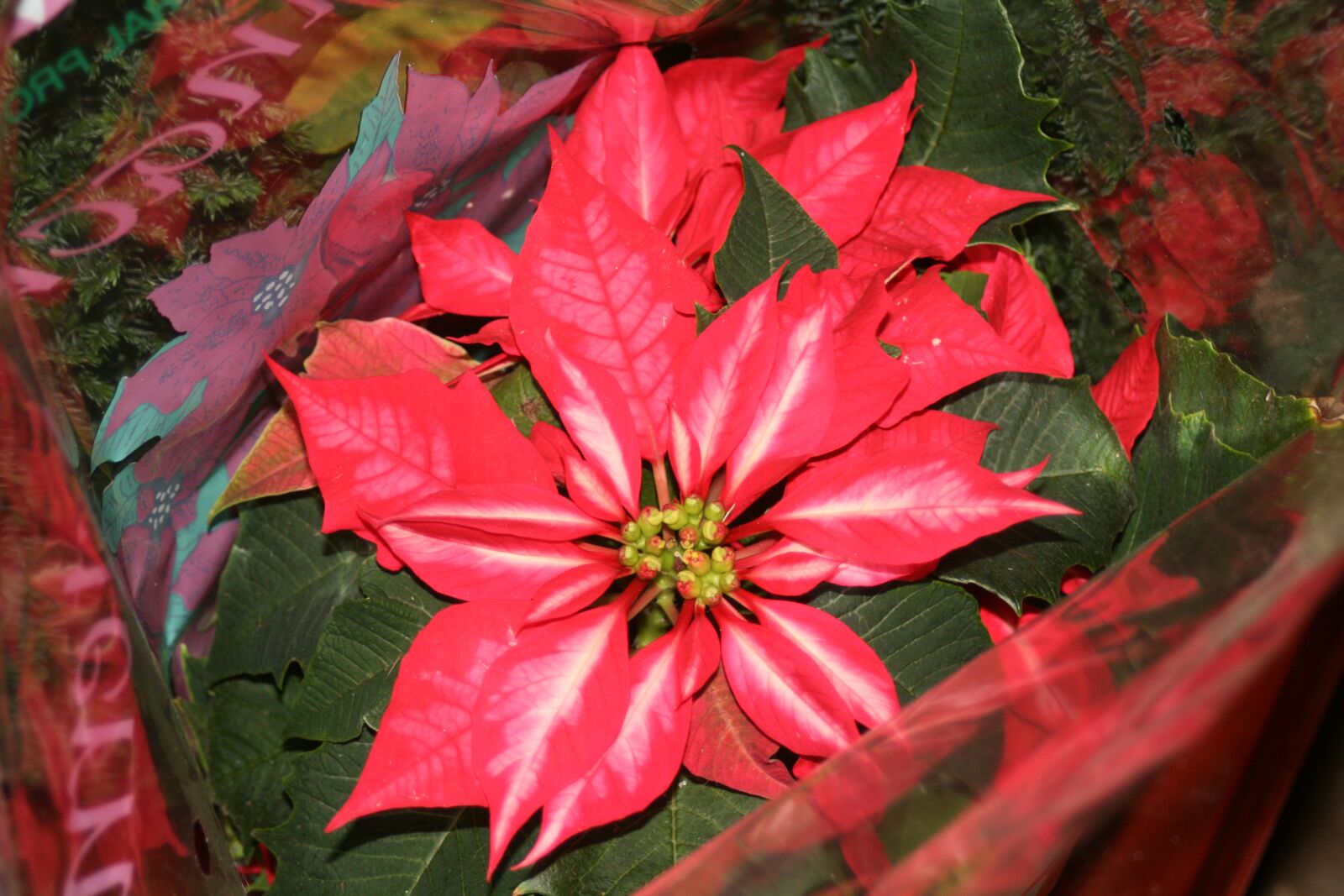 Canon EOS 400D (EOS Digital Rebel XTi / EOS Kiss Digital X) sample photo. Flower, red, poinsettia photography