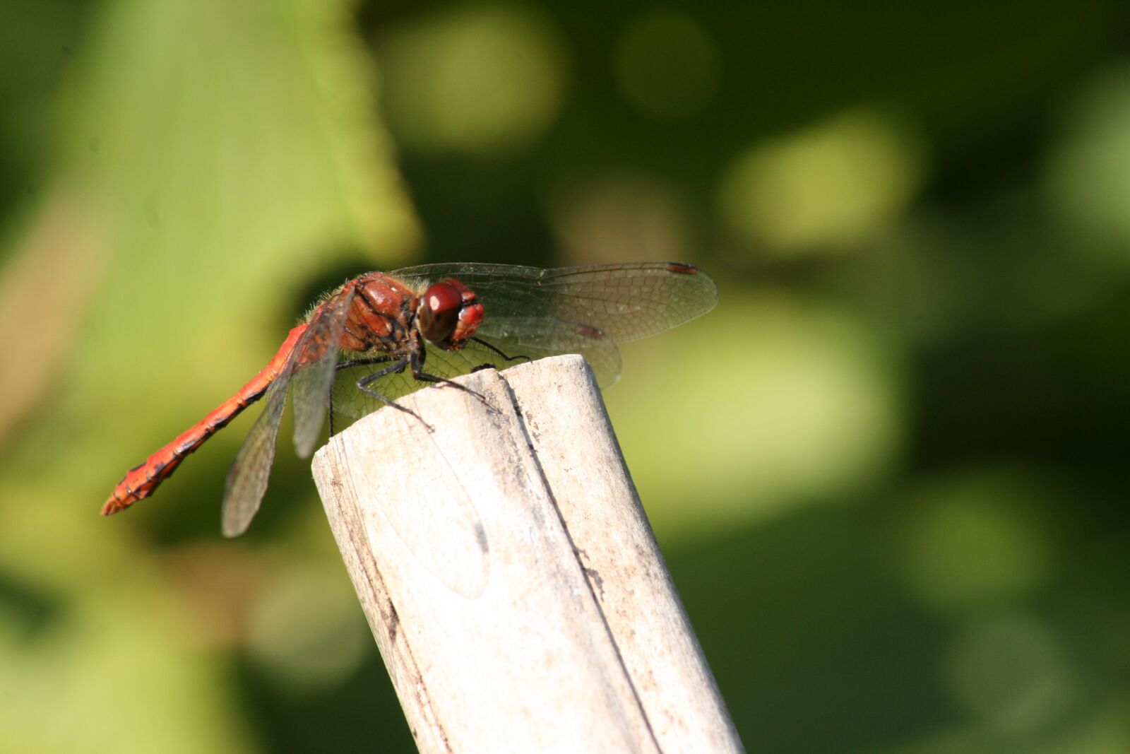 Canon EOS 400D (EOS Digital Rebel XTi / EOS Kiss Digital X) sample photo. Animal, dragonfly, macro photography