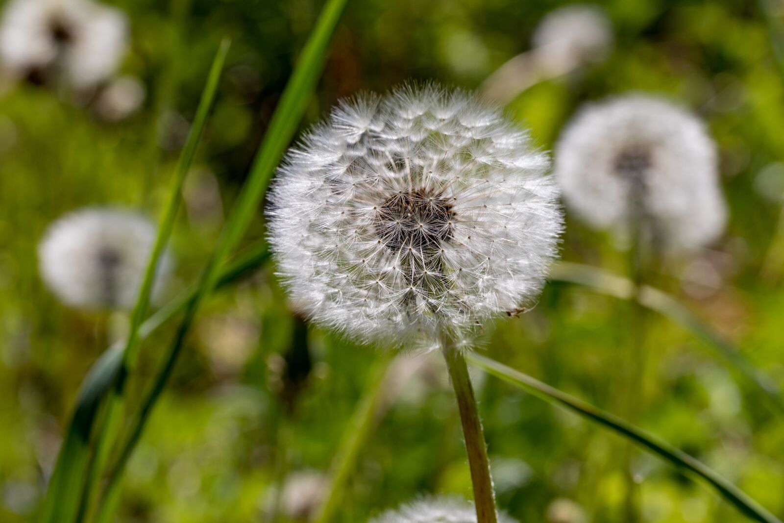 Canon EOS 5D Mark IV + Canon EF 100mm F2.8L Macro IS USM sample photo. Dandelion, nature, close up photography