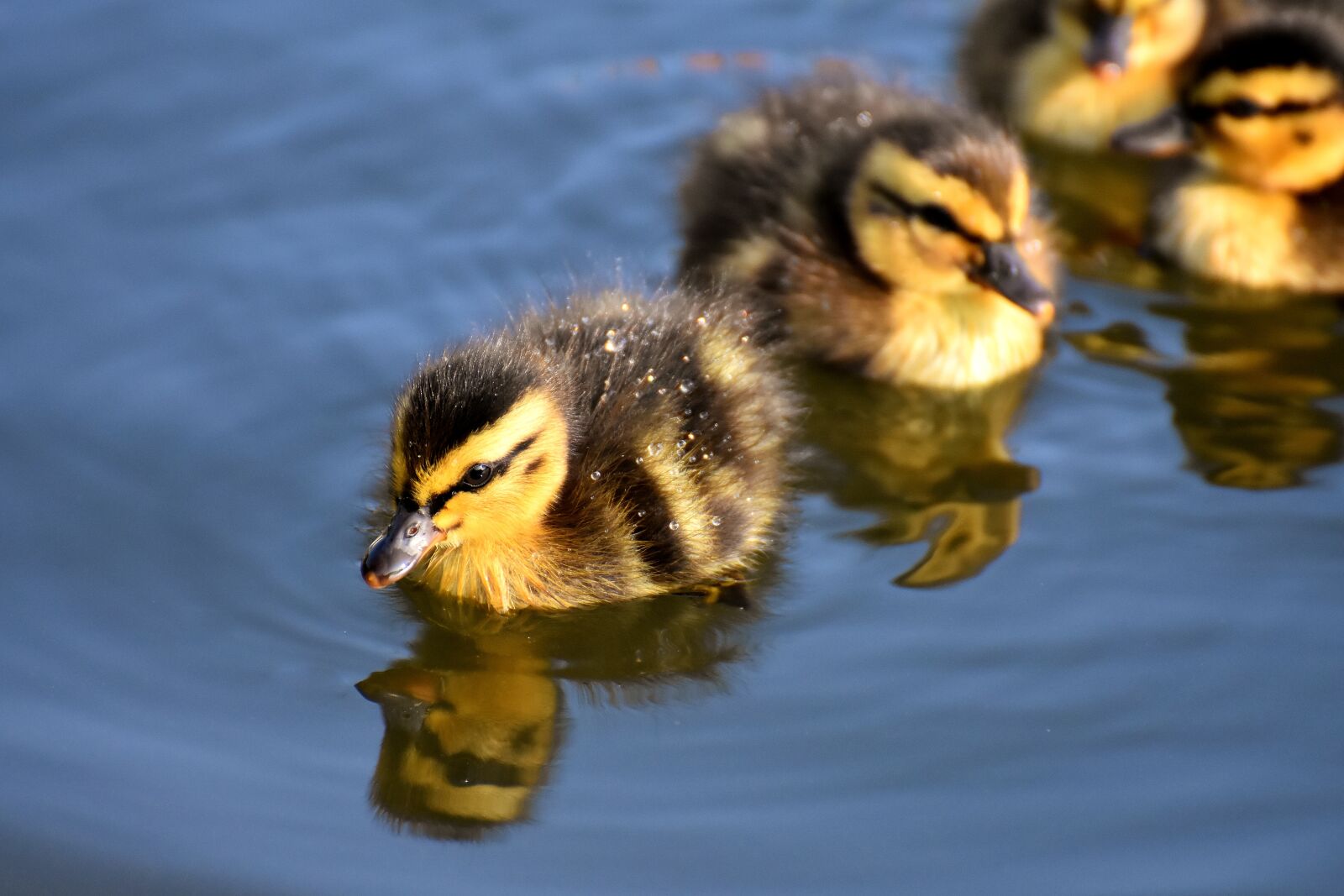 Nikon D7200 sample photo. Mallard, ducklings, duck photography