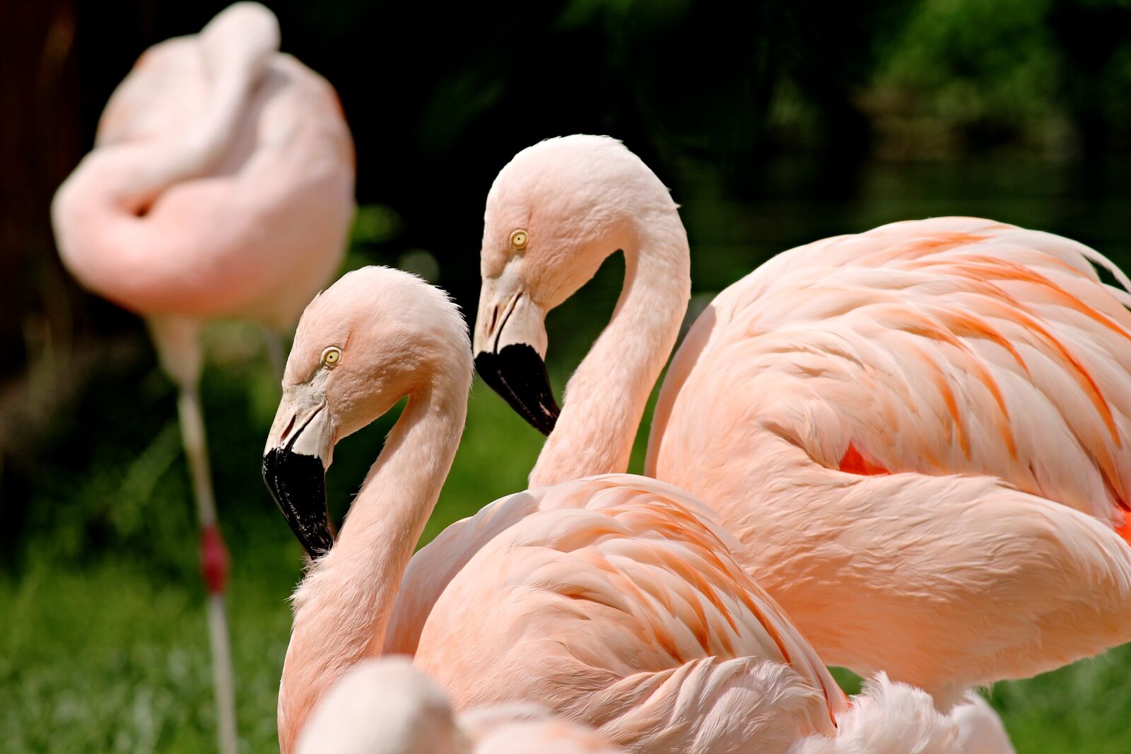 Canon EOS 1100D (EOS Rebel T3 / EOS Kiss X50) sample photo. Flamingos, birds, pink photography