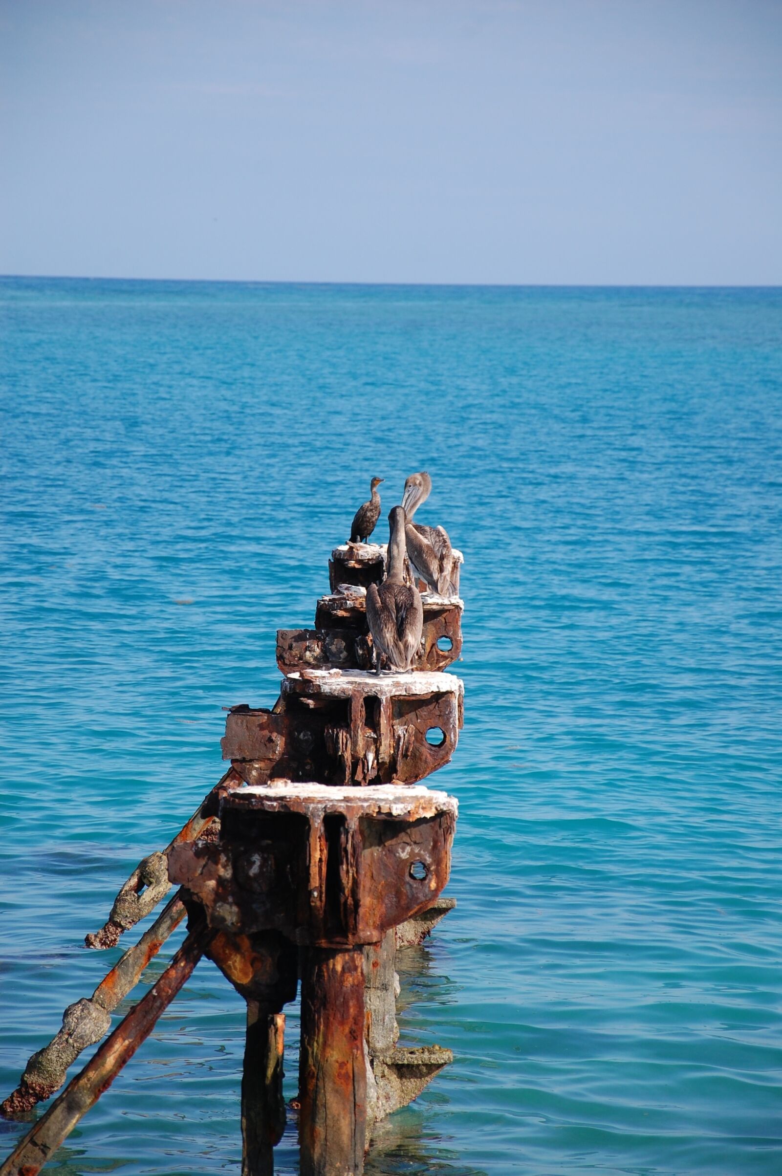 Nikon D40 sample photo. Water, pier, pelican photography