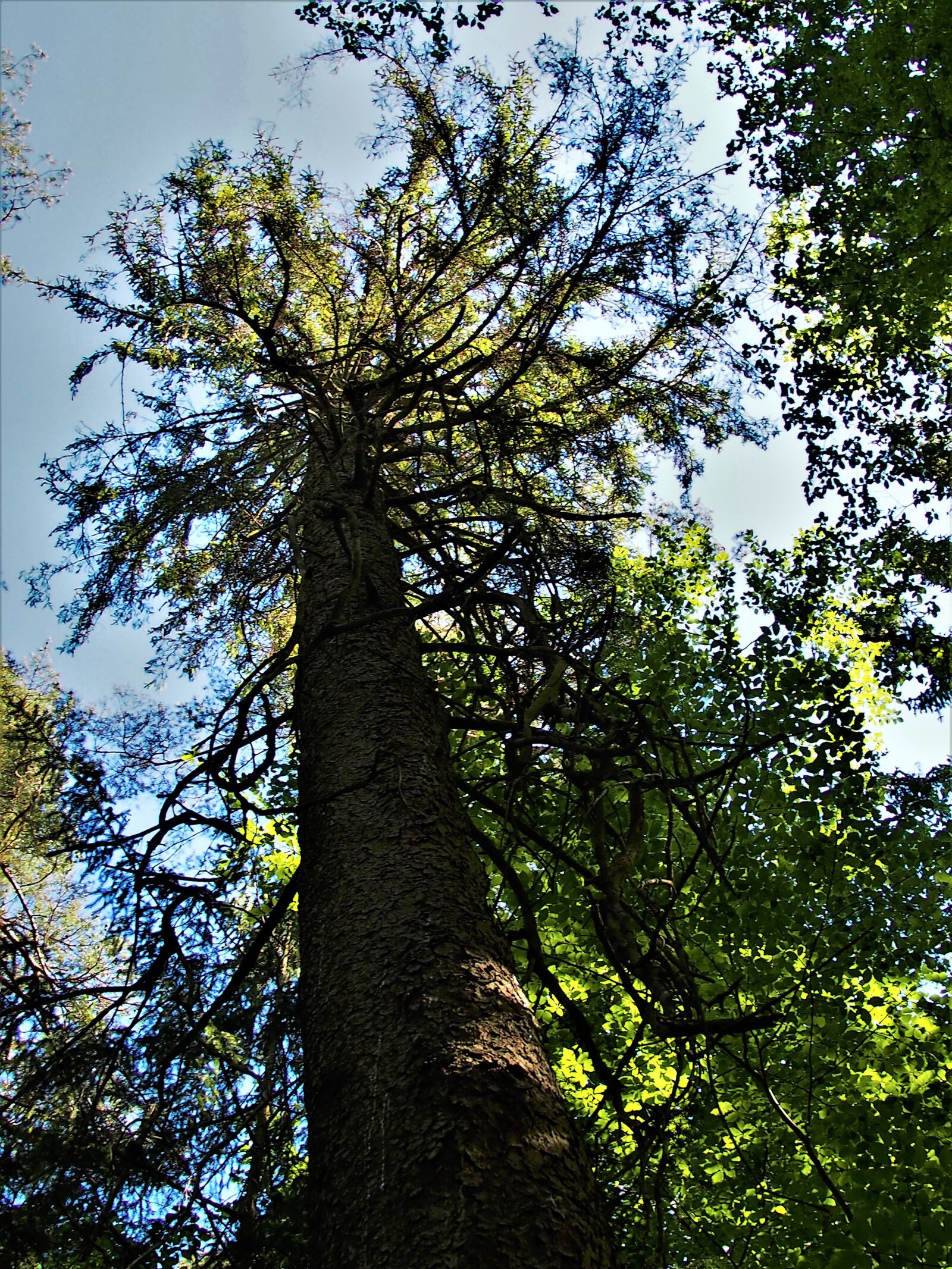 Panasonic Lumix G 14mm F2.5 ASPH sample photo. Tree, wood, forest photography