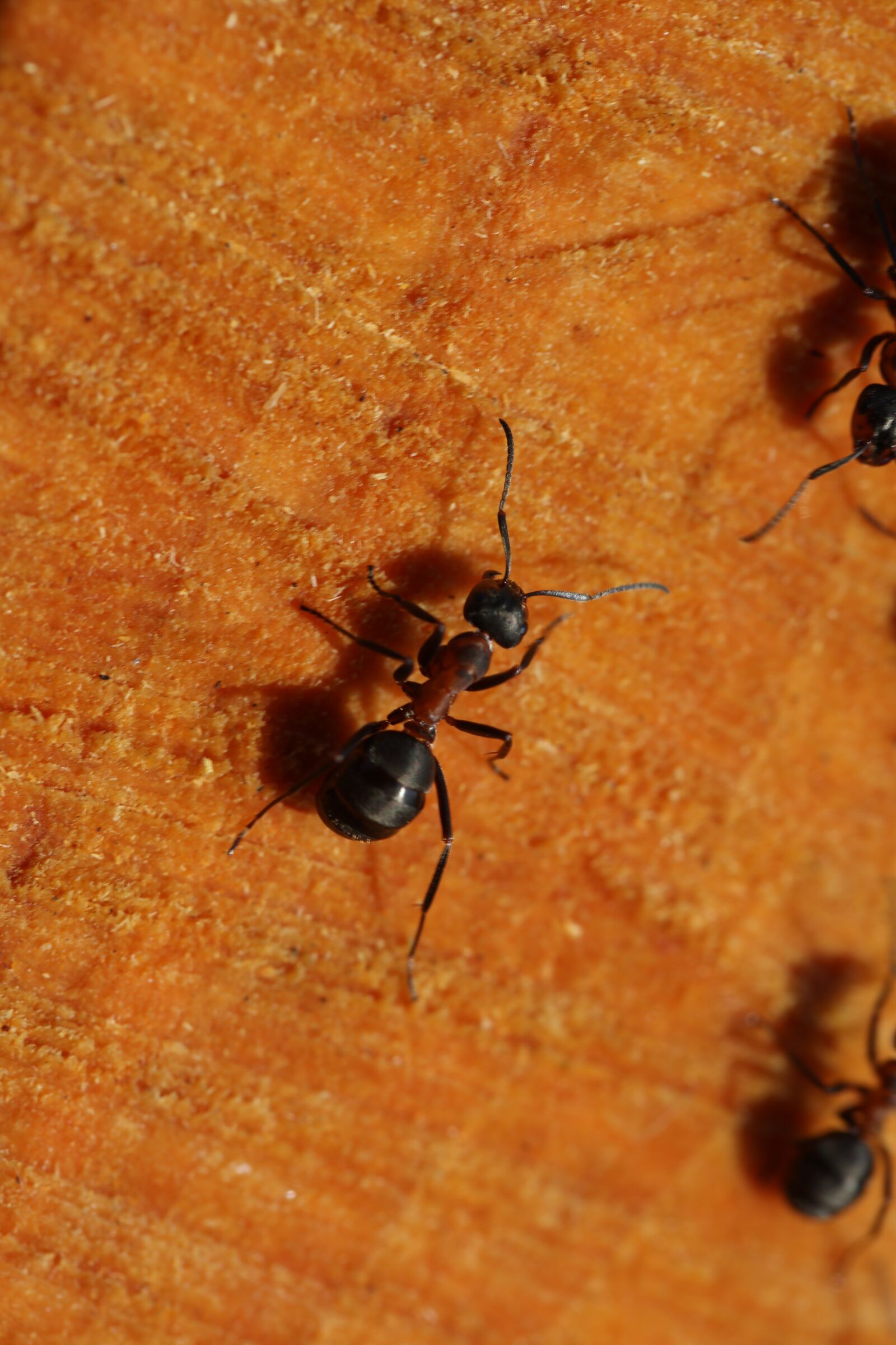 Canon EOS 5DS R + Canon EF 100mm F2.8L Macro IS USM sample photo. Ant, detail, wood photography
