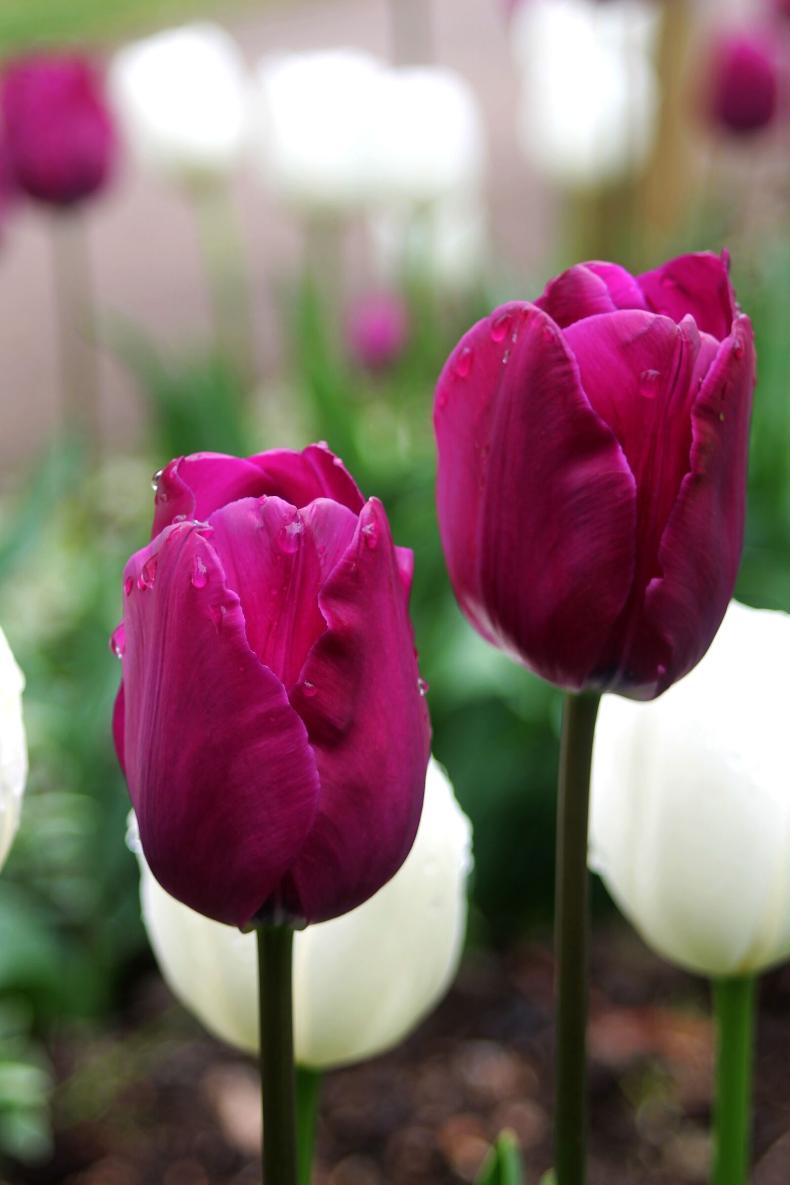 Canon EF 35-80mm F4.0-5.6 III sample photo. Nature, tulip, flower photography