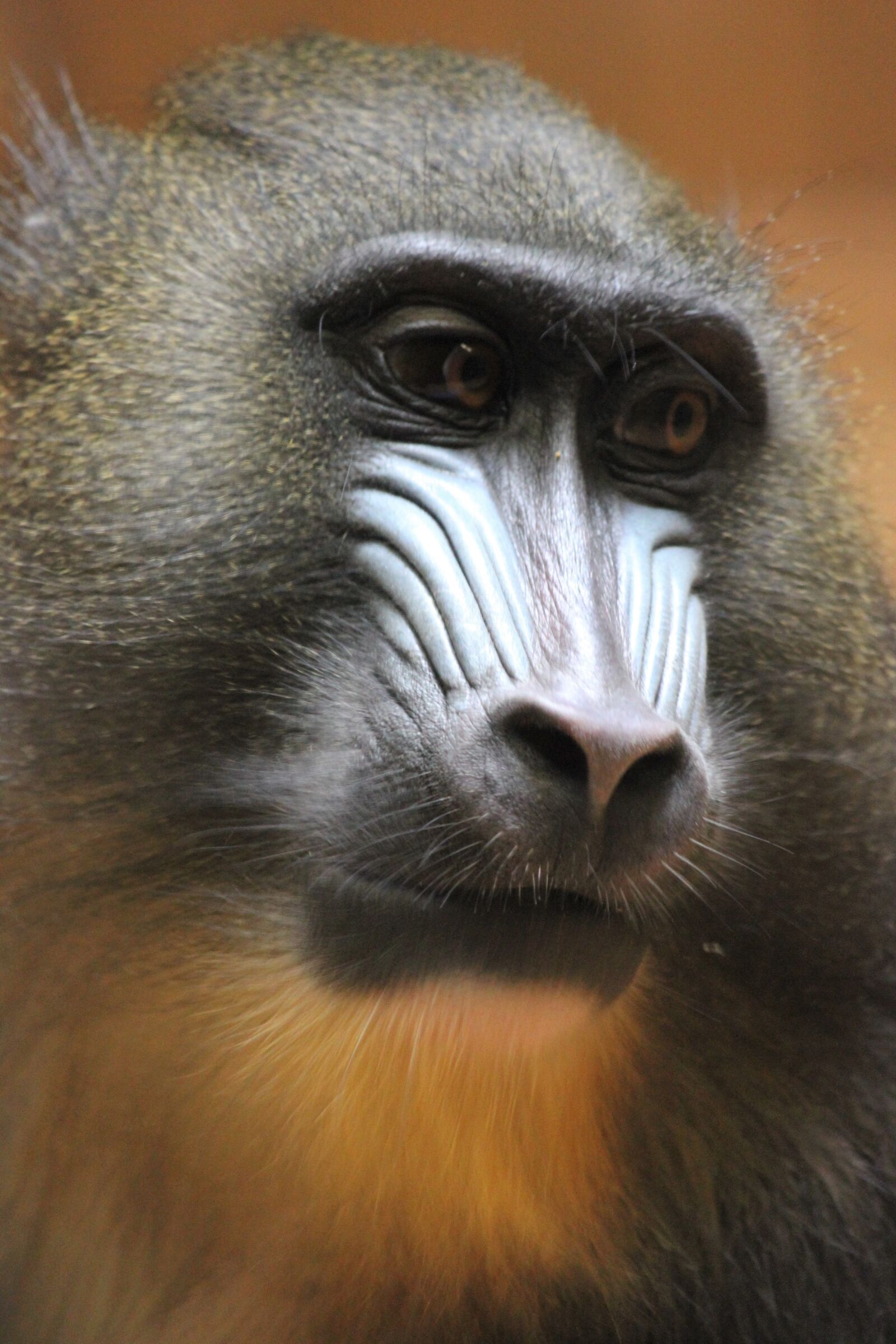 Canon EOS 550D (EOS Rebel T2i / EOS Kiss X4) sample photo. Monkey, animal world, primate photography
