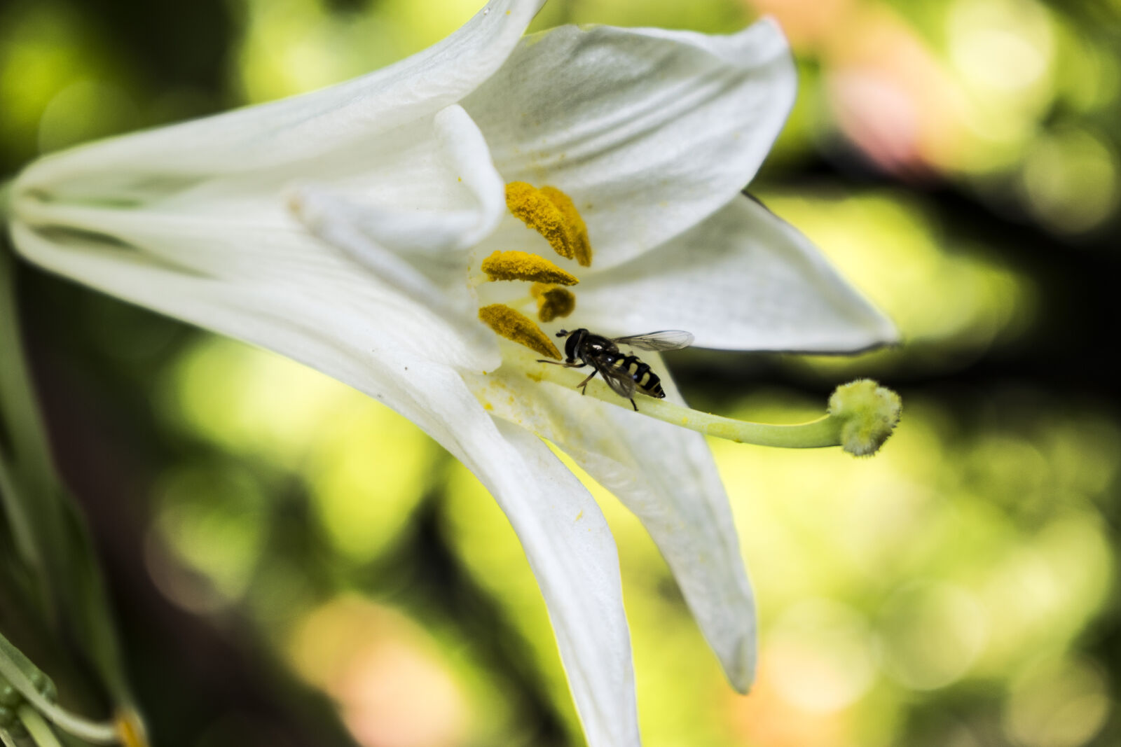 Nikon D3300 sample photo. Bee, flower, lily, pollen photography