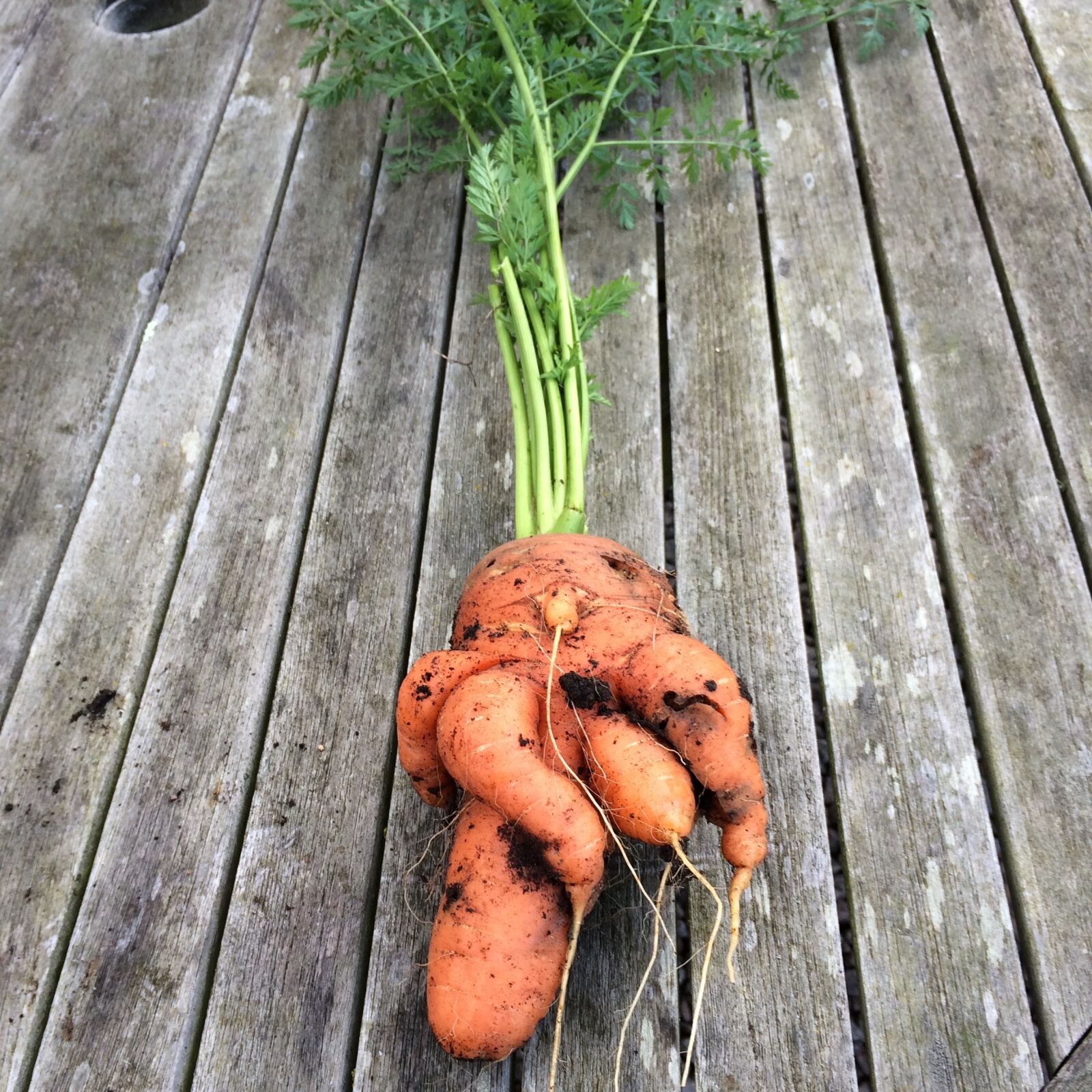 iPhone 5s back camera 4.15mm f/2.2 sample photo. Bigbarn, ugly, carrott photography
