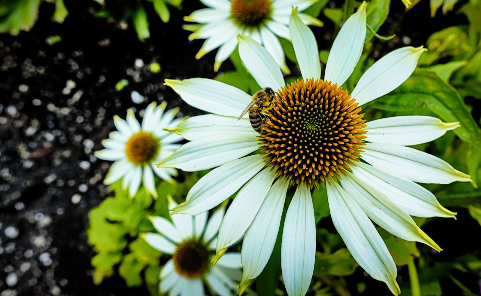 Sony DSC-RX100M5 sample photo. Flower, close up, bee photography