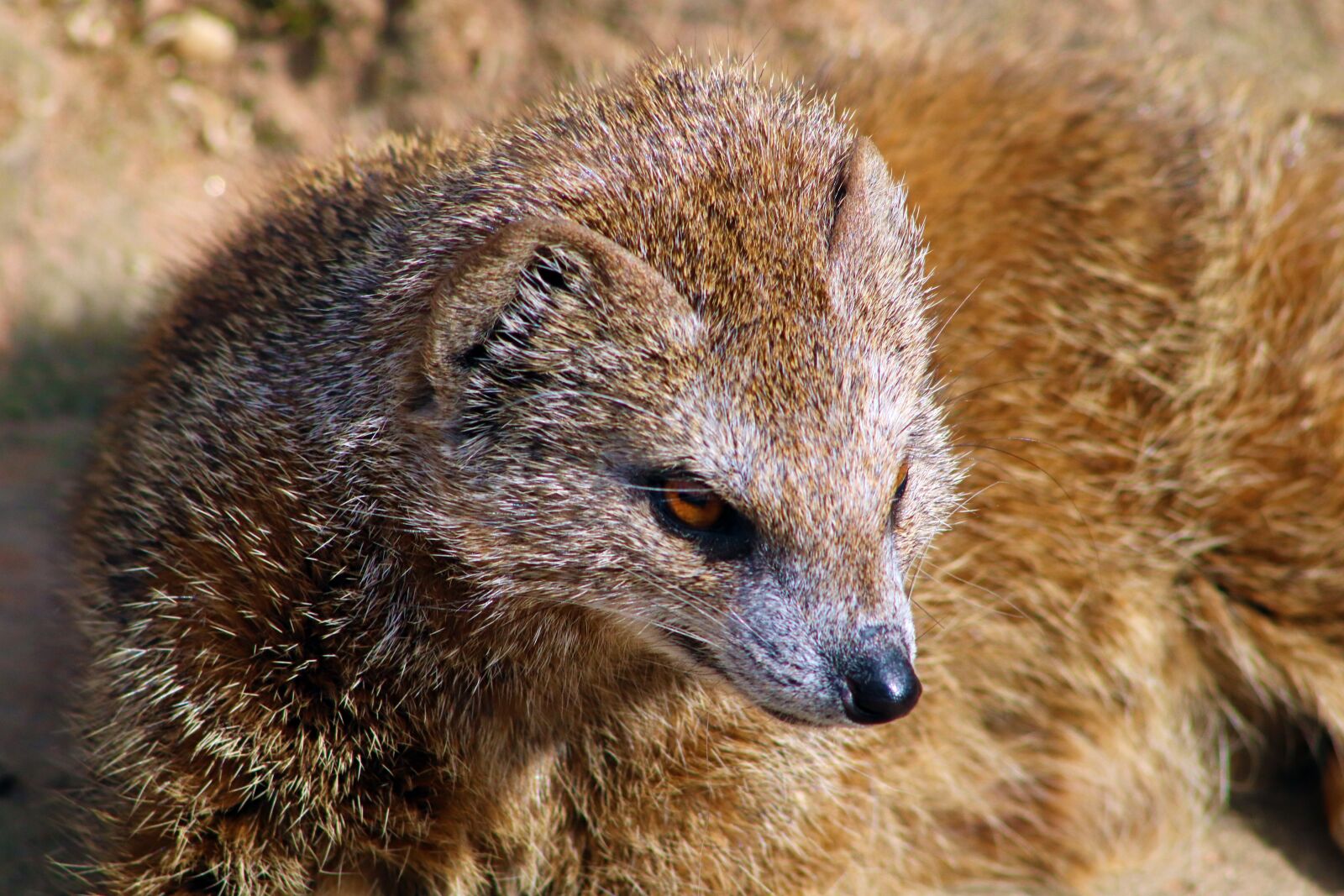 Canon EOS 800D (EOS Rebel T7i / EOS Kiss X9i) sample photo. Mongoose, yellow mongoose, animal photography