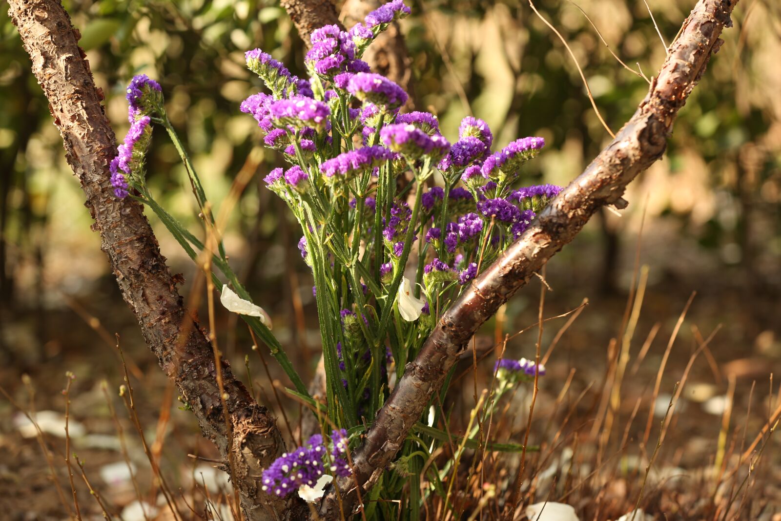 Canon EOS 5D Mark III sample photo. Flower, purple, plant photography