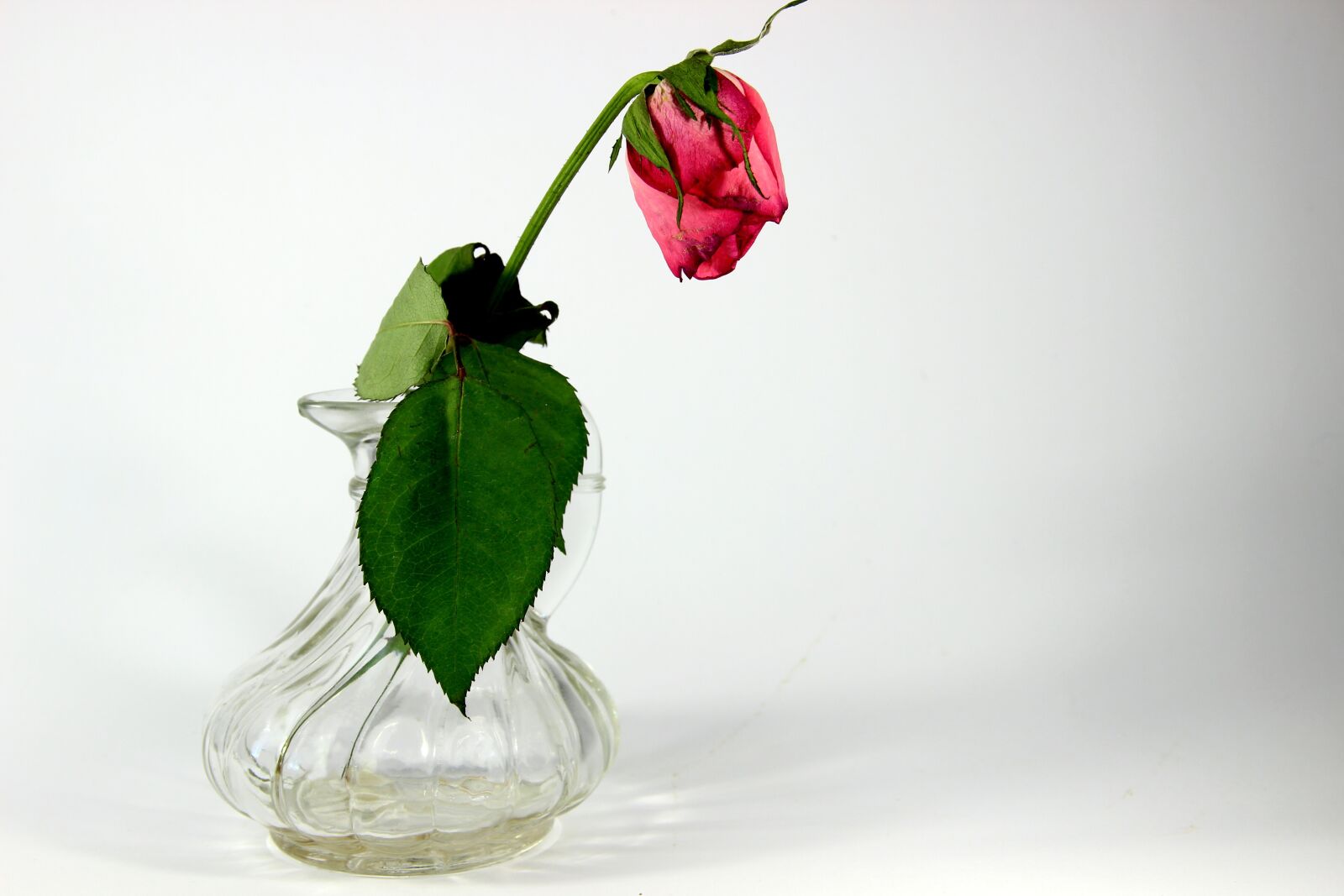 Canon EOS 600D (Rebel EOS T3i / EOS Kiss X5) sample photo. Forget, dry, withered photography