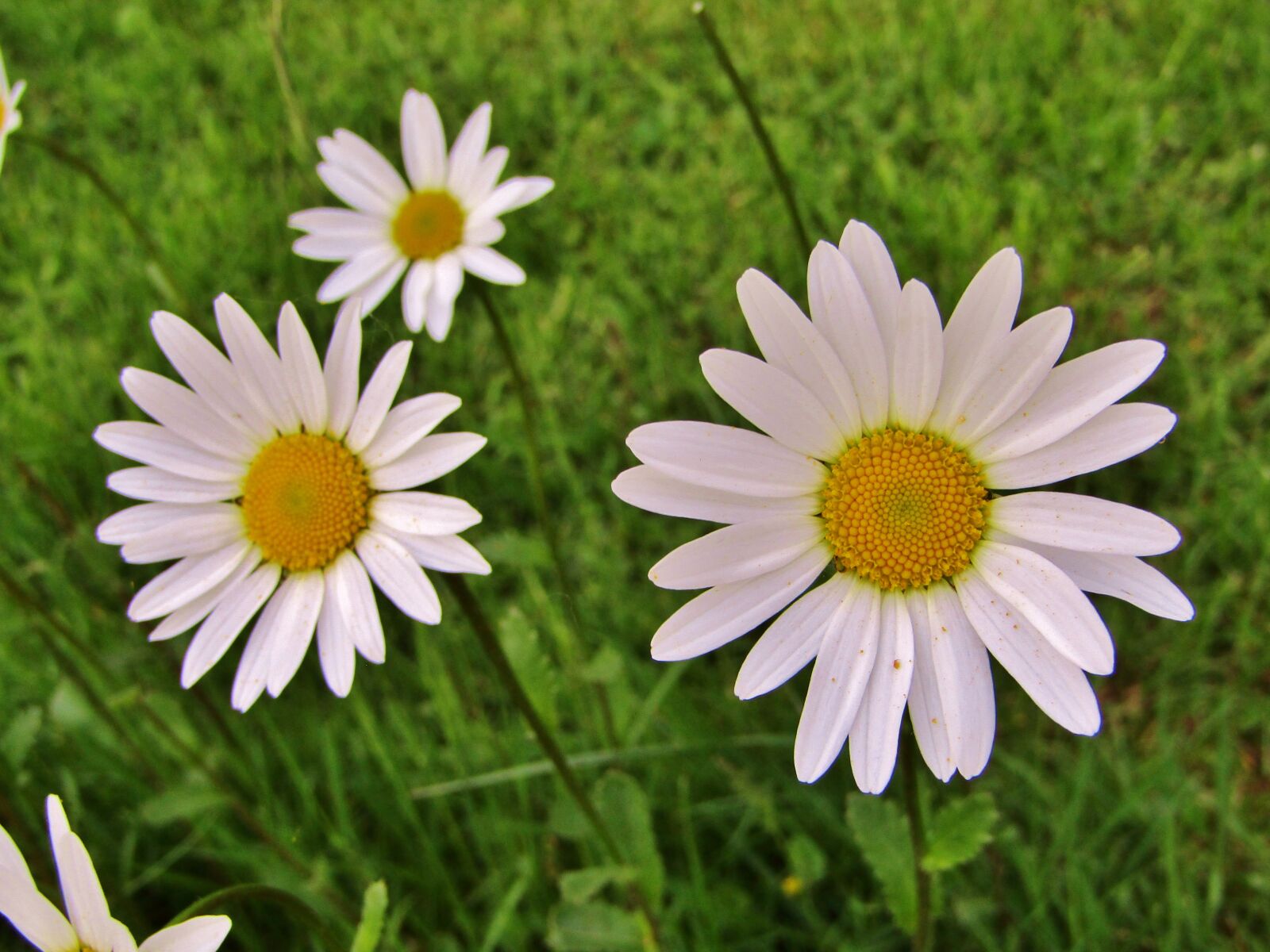 Canon POWERSHOT SX432 IS sample photo. Marguerite, single flowers, daisies photography