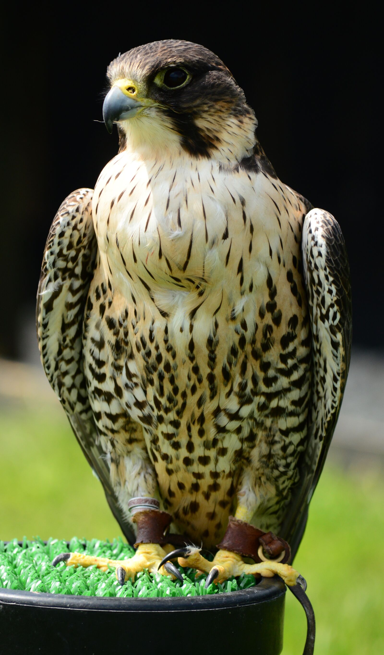 Nikon D3200 sample photo. Peregrine, falcon, raptor photography