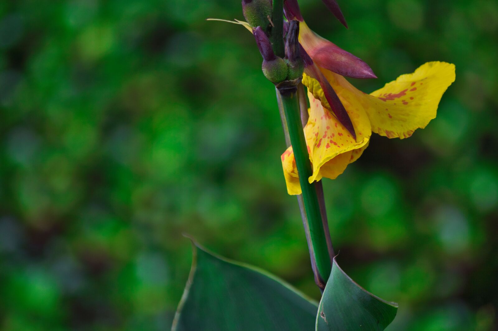 Nikon D3200 sample photo. Costa rica, plant, flower photography