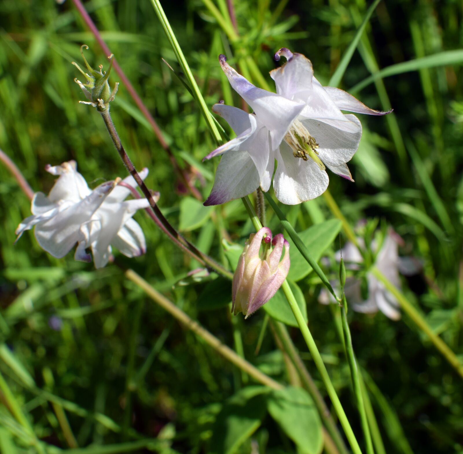 Nikon D5300 sample photo. Akvileja, columbine, aklejsläktet photography