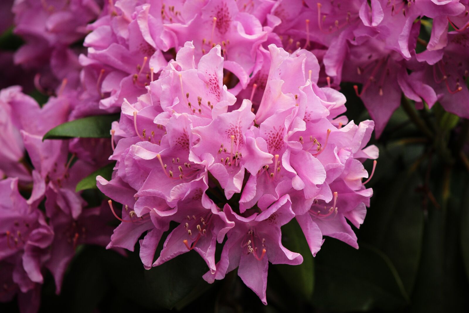 Canon EOS 600D (Rebel EOS T3i / EOS Kiss X5) sample photo. Flower, nature, flora photography