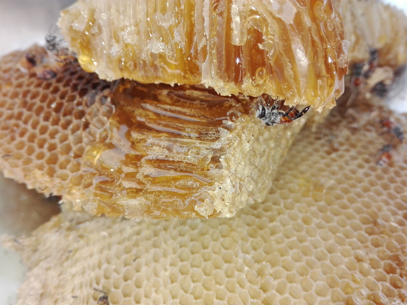 HUAWEI CHM-U01 sample photo. Honey, health, bee photography
