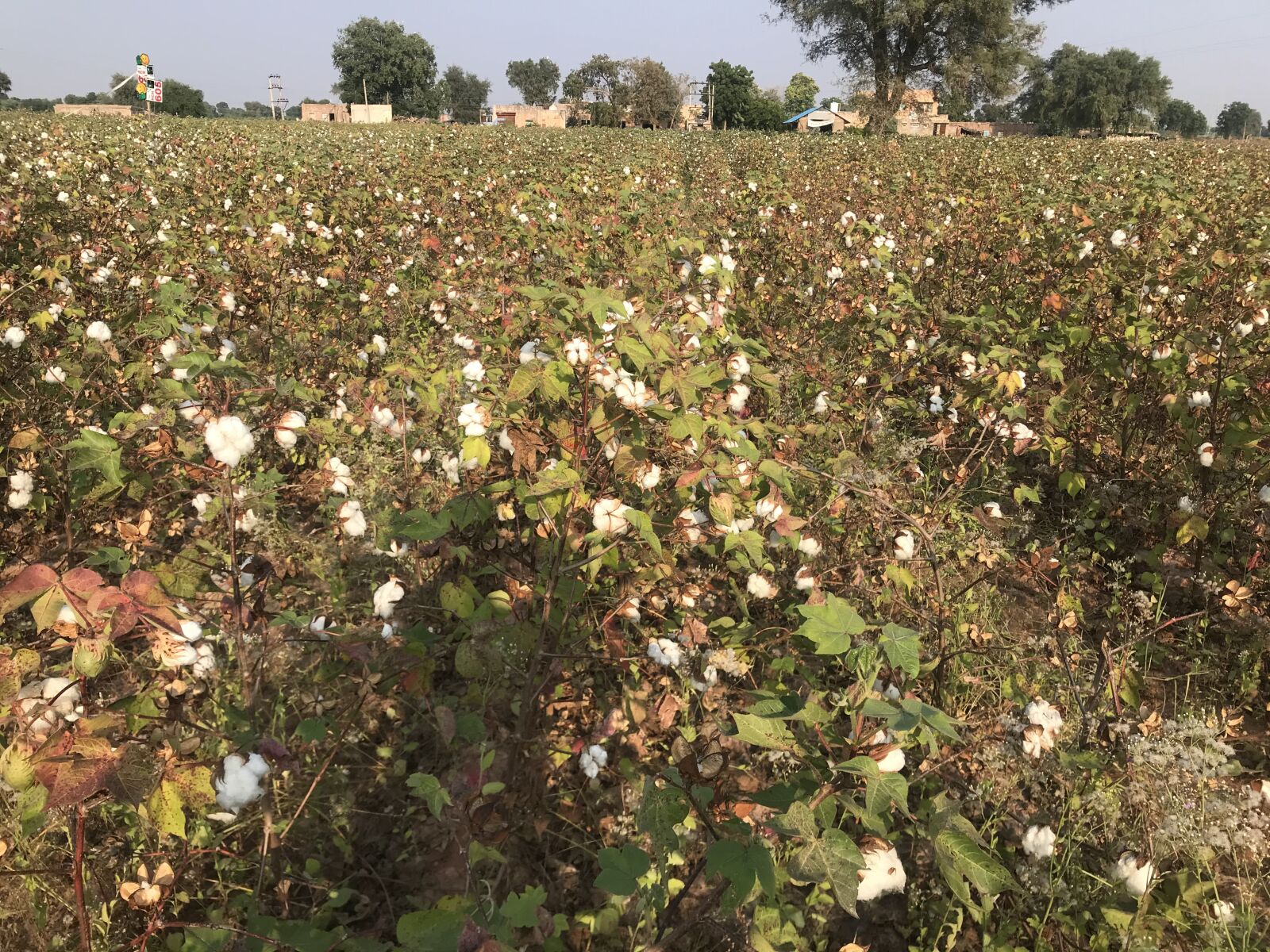 iPhone 7 back camera 3.99mm f/1.8 sample photo. Farm, person growing cotton photography