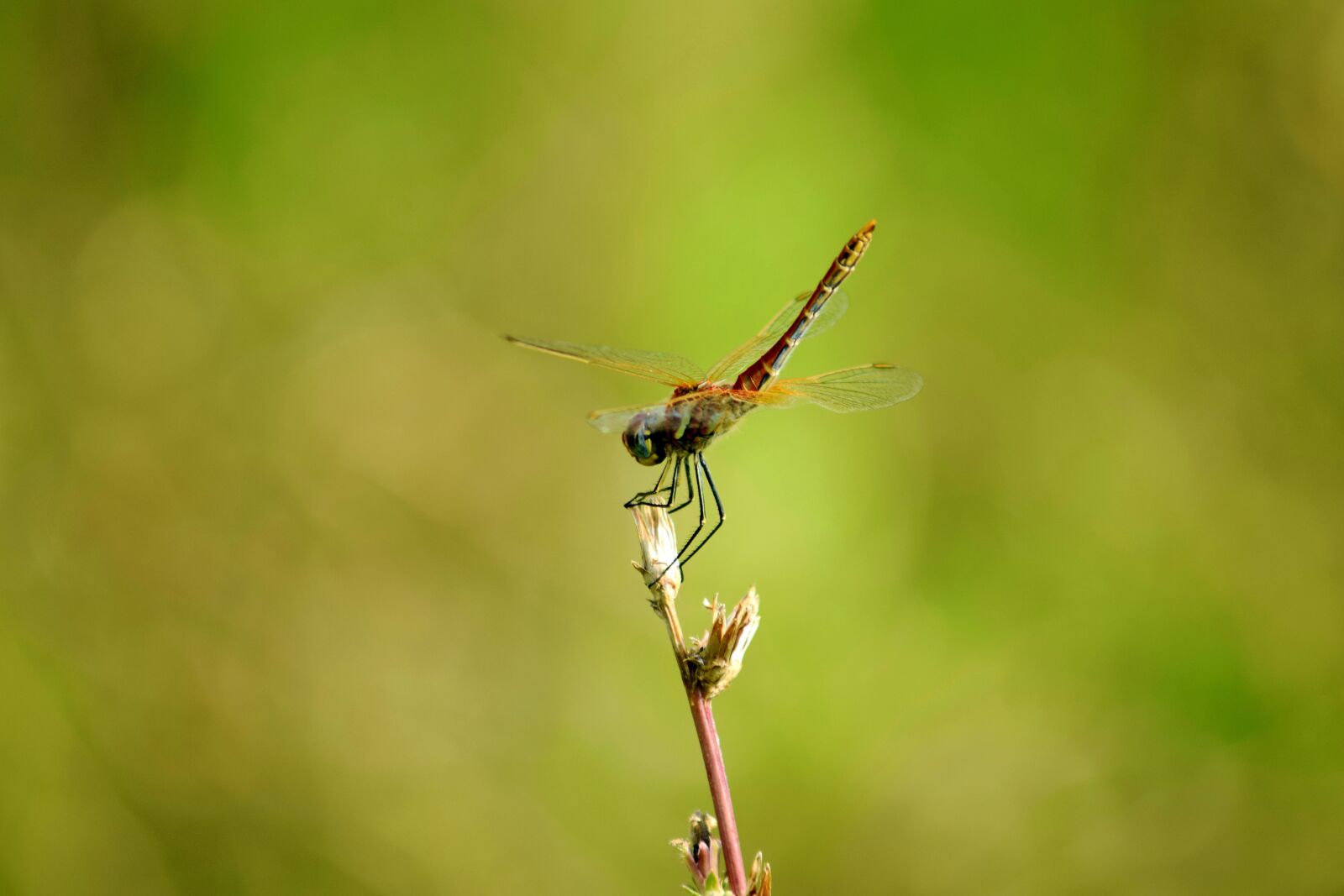 Nikon D3300 sample photo. Dragonfly, red, nature photography