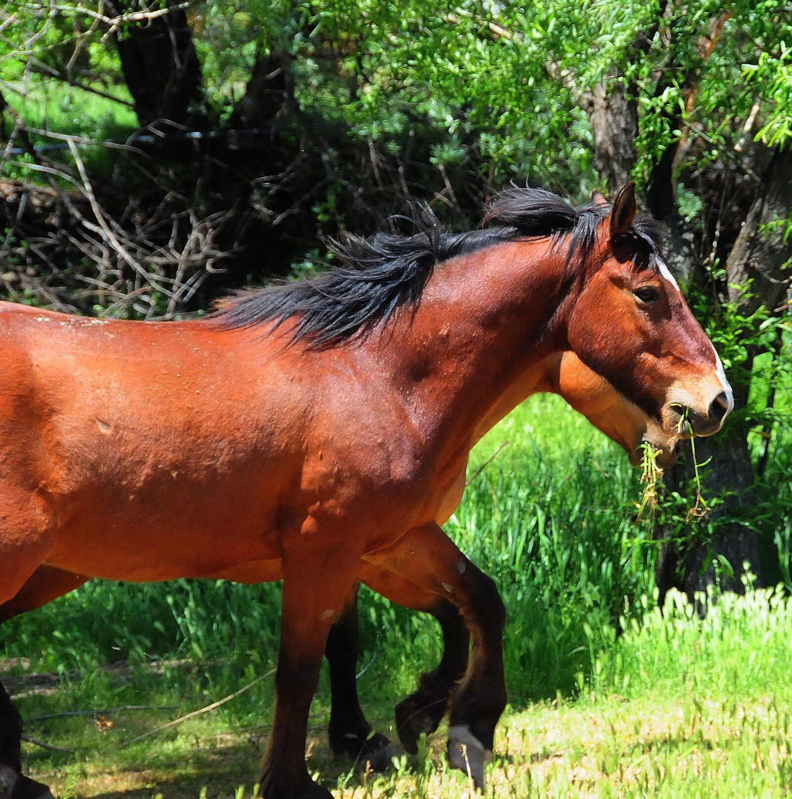 Nikon D300 sample photo. Horses, mustangs, ranch photography