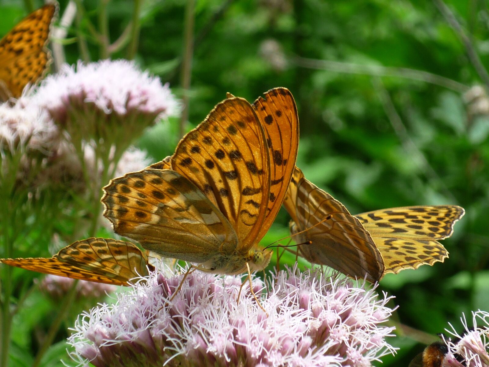 Panasonic Lumix DMC-FS6 sample photo. Fritillary, german, butterfly photography