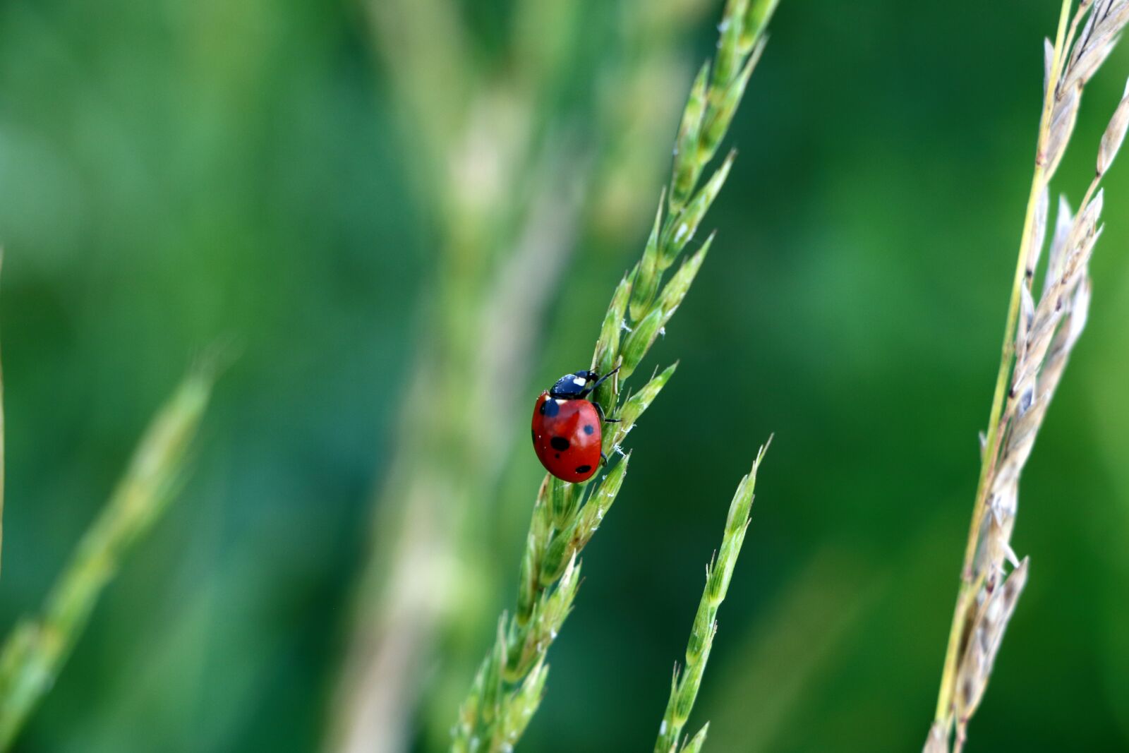 Canon EOS 70D + Canon EF-S 18-135mm F3.5-5.6 IS STM sample photo. Ladybird, ladybug, beetle photography
