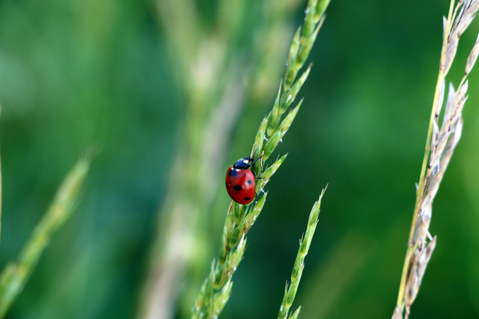 Canon EF-S 18-135mm F3.5-5.6 IS STM sample photo. Ladybird, ladybug, beetle photography
